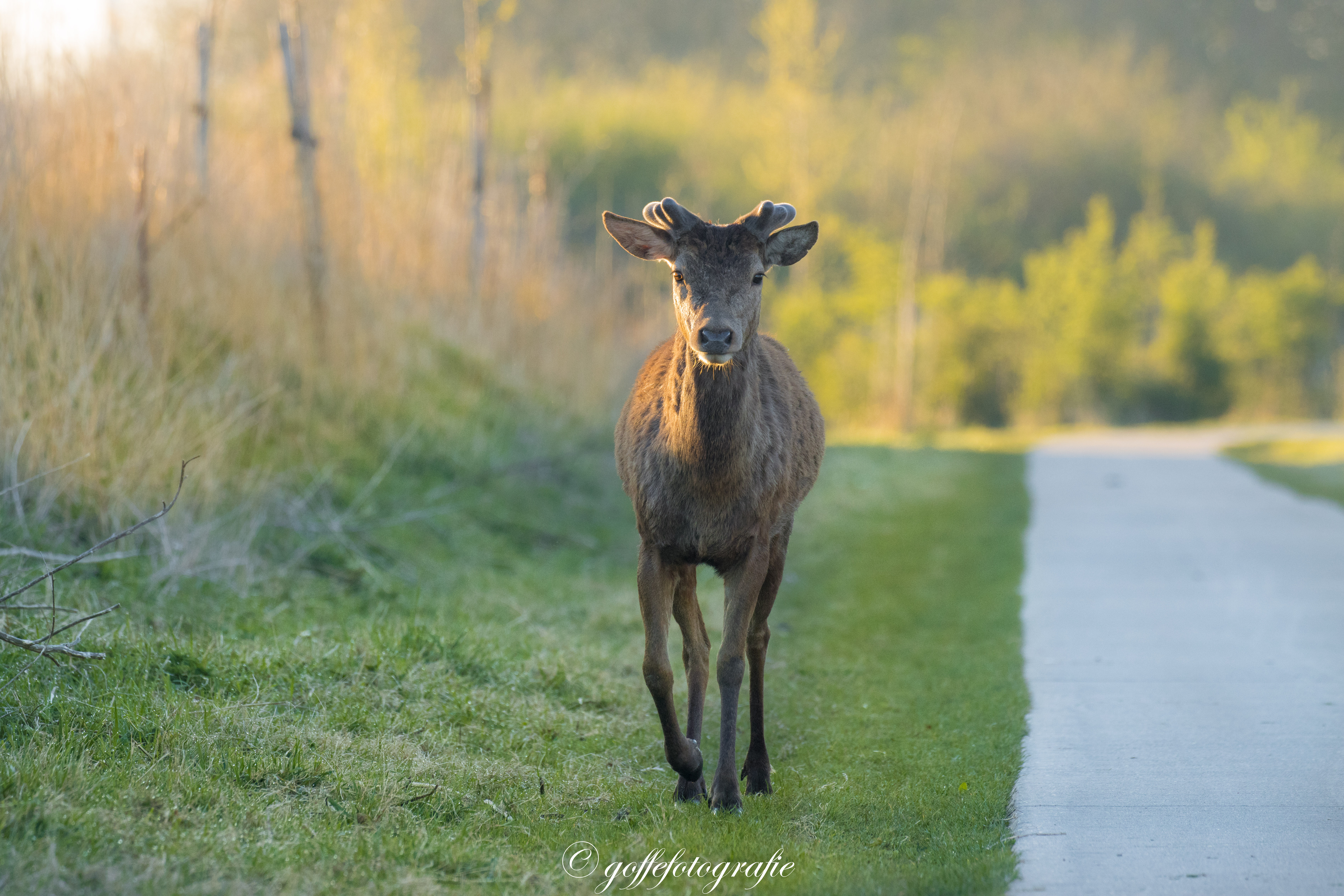 prachtig-edelhert-in-de-oostvaardersplassen