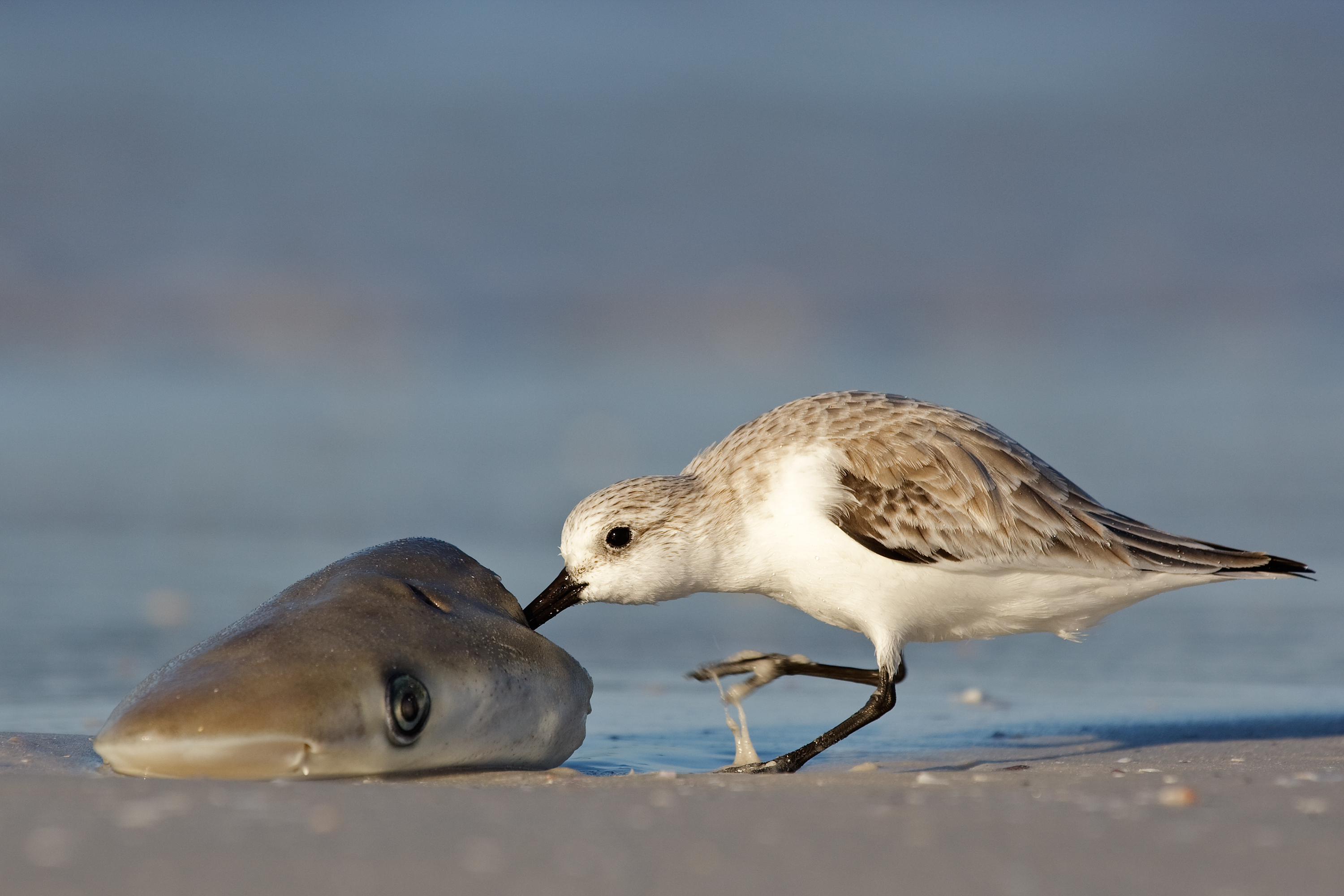 picknicken-in-de-ochtend-op-strand