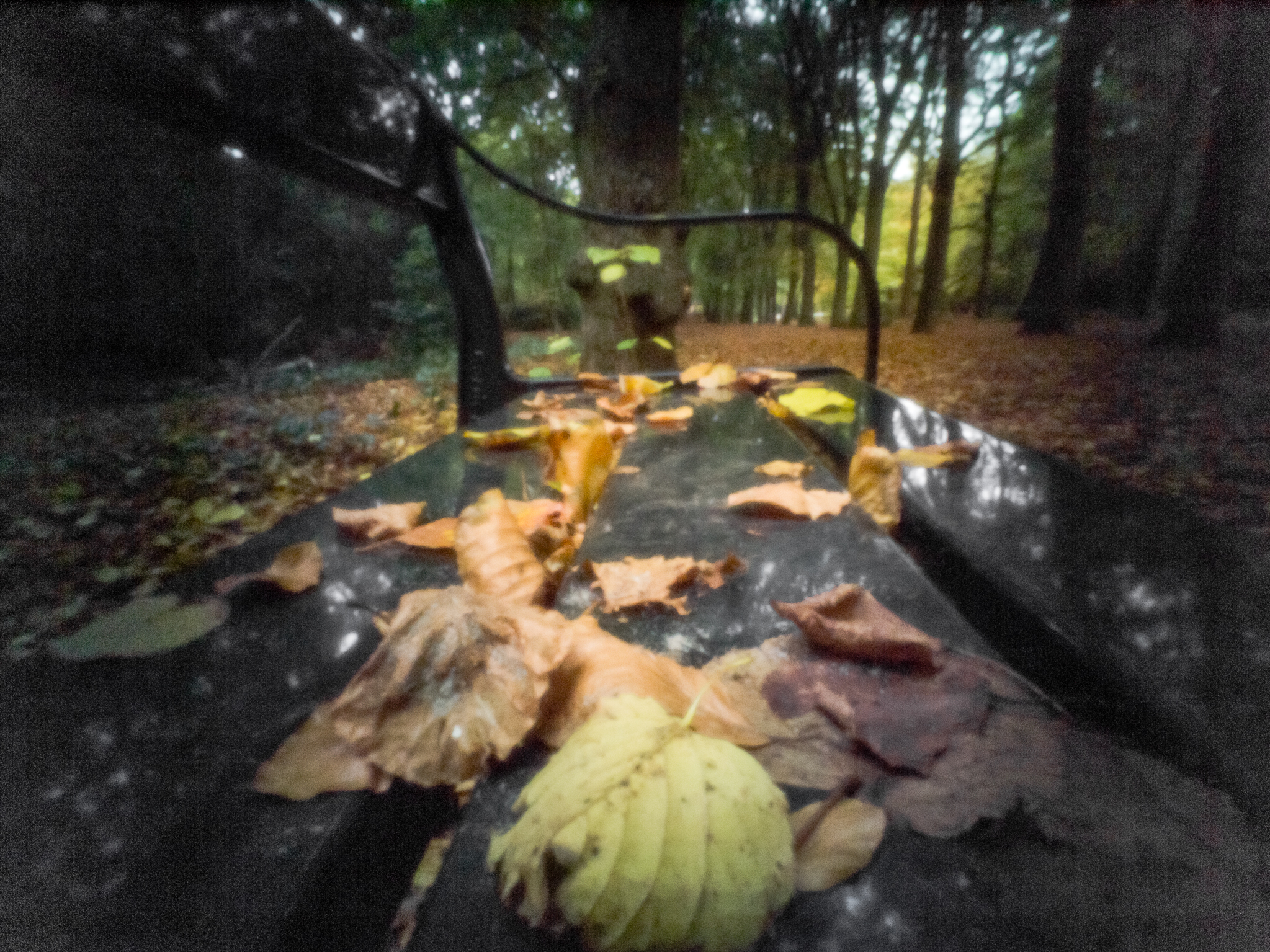 pinhole-foto-berger-bos