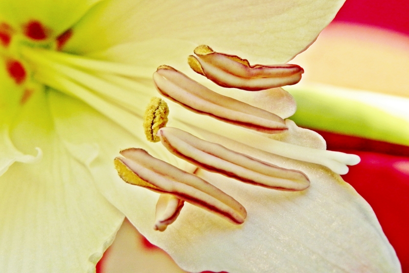 amaryllis-0-1
