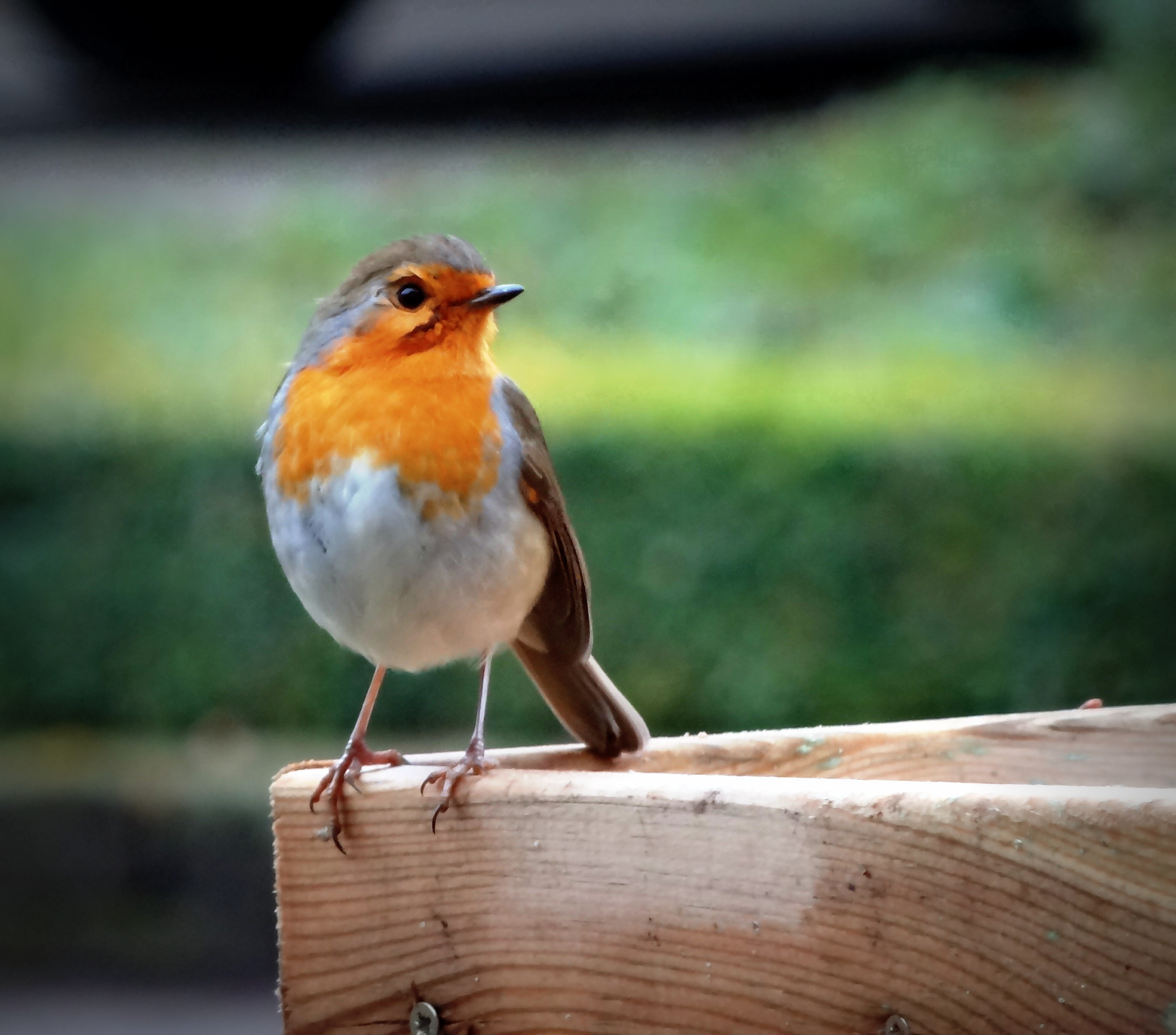 robin-looking-for-food