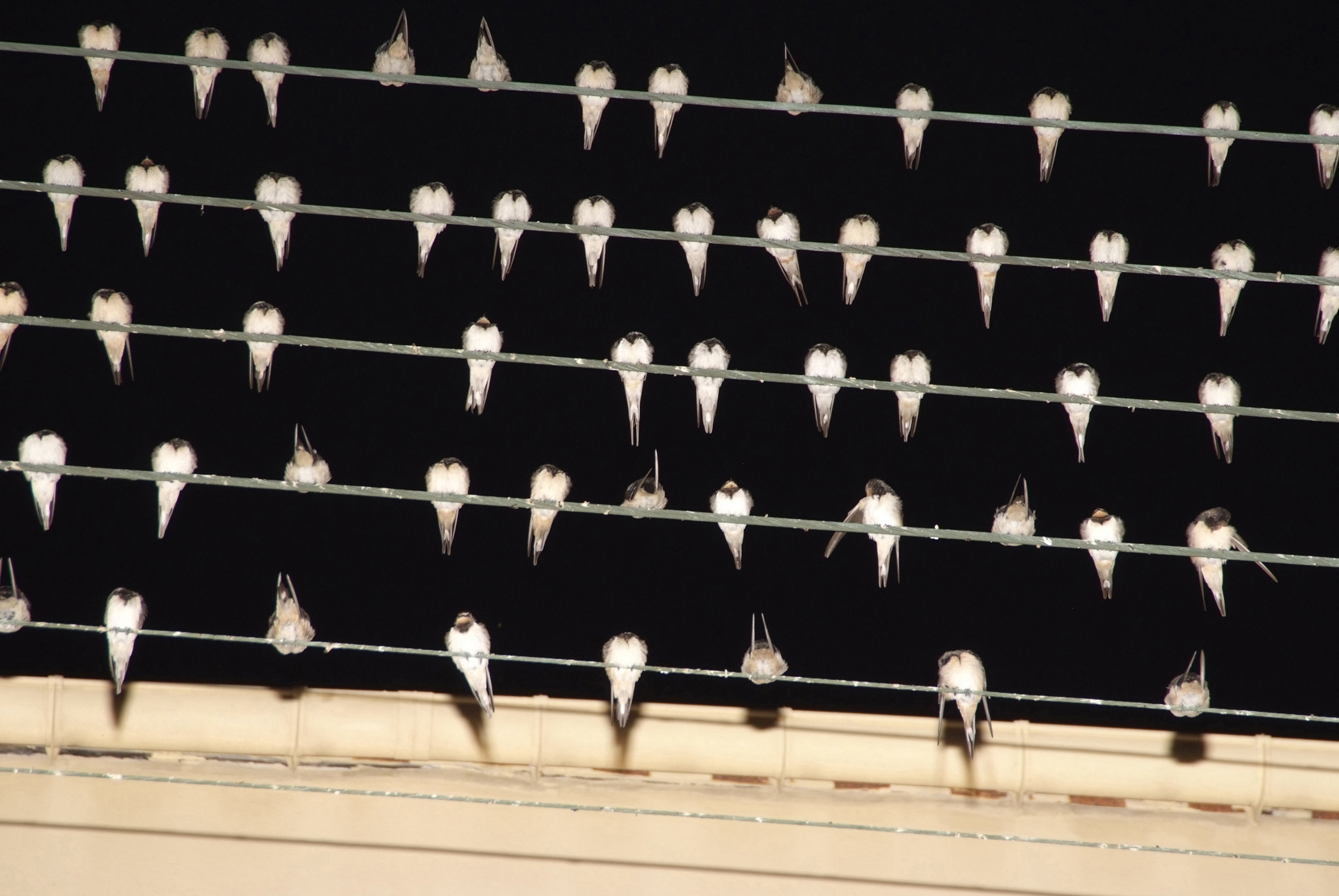 zwaluwen-in-rethmynon