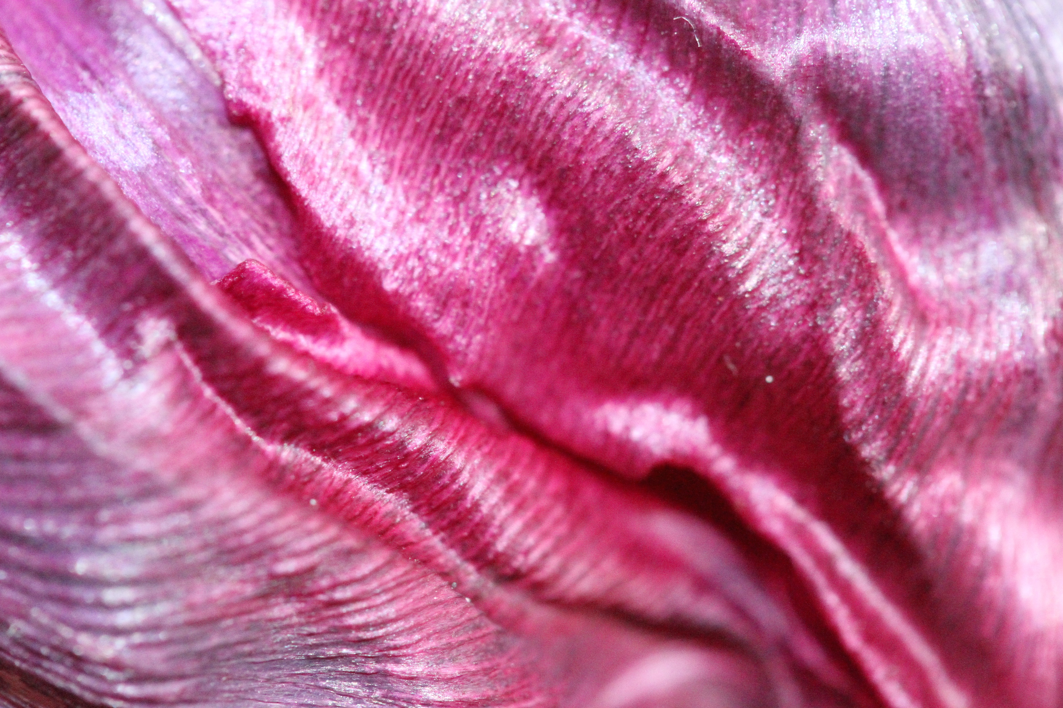 bijna-uitgebloeide-tulp