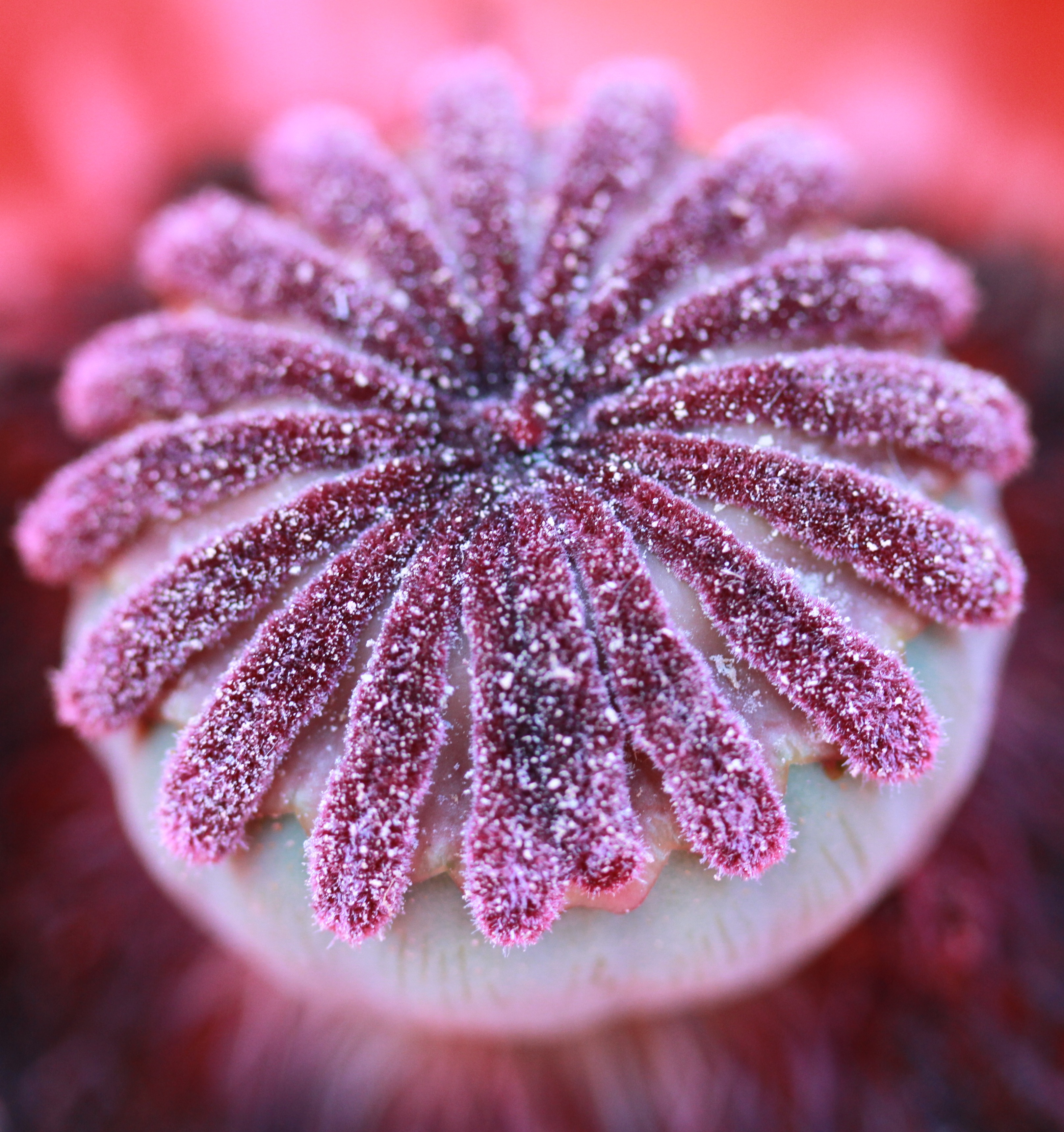 binnenkant-van-een-papaver