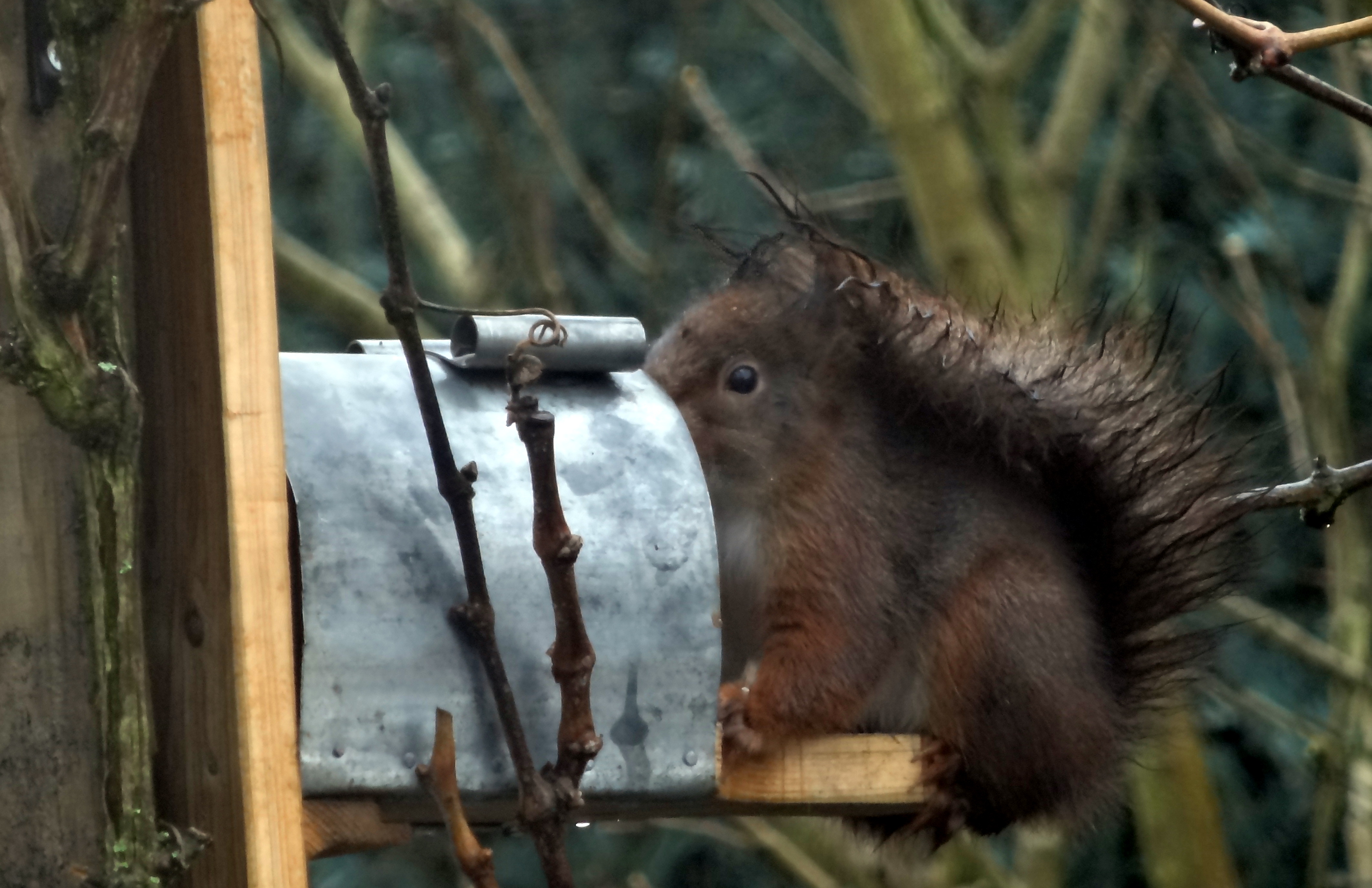 squirrel-like-peanut-butter