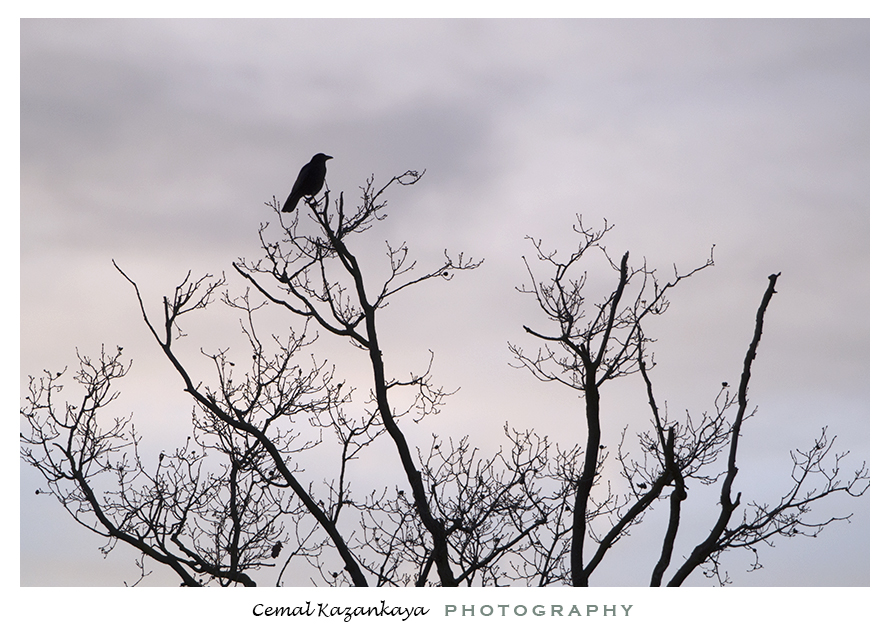 zwarte-kraai