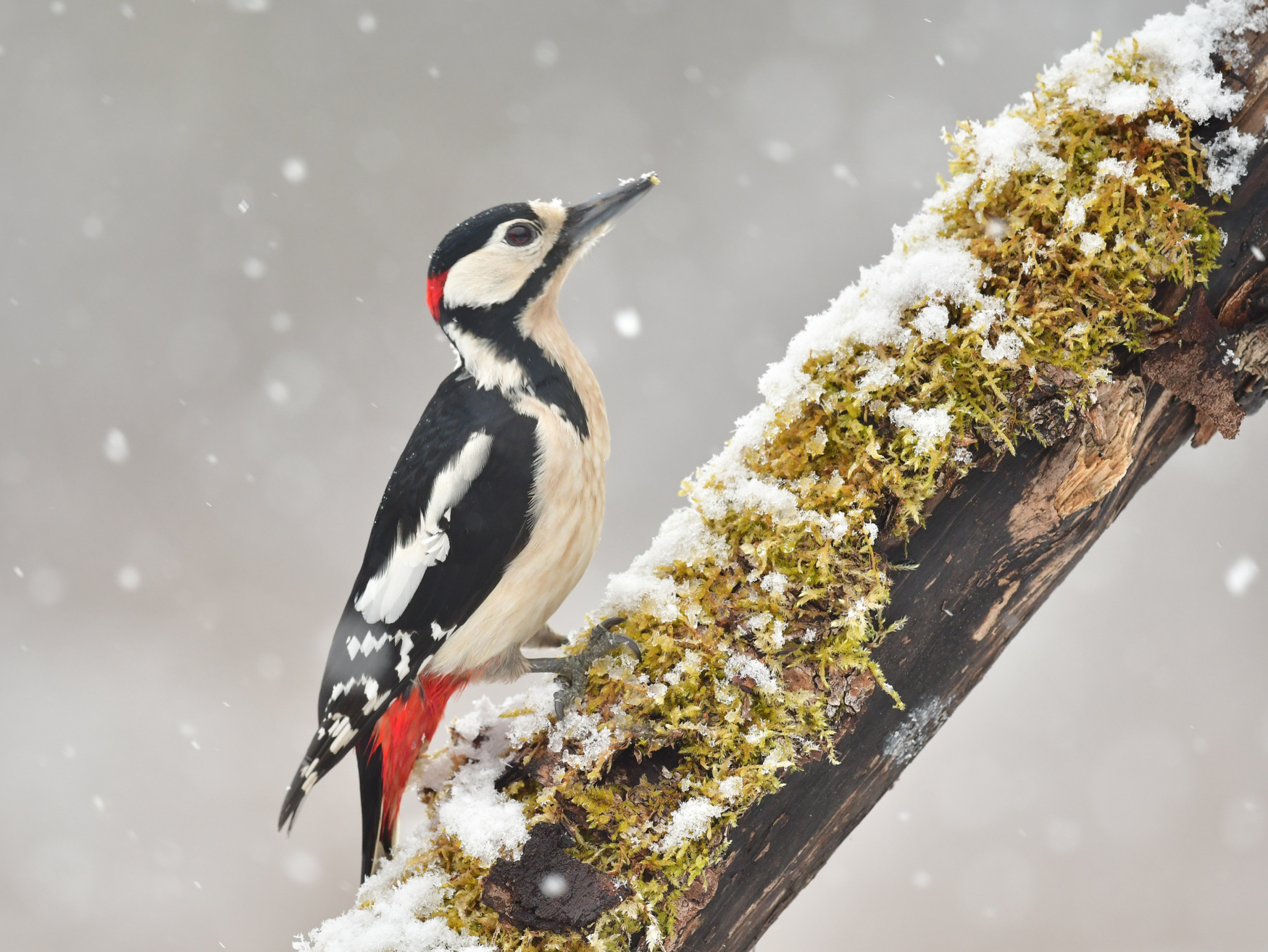 grote-bonte-specht-op-een-koude-aprildag