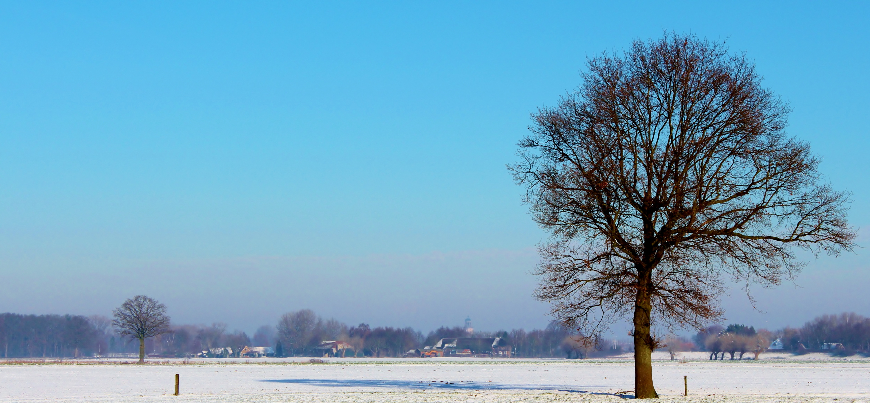 solist-in-het-weiland