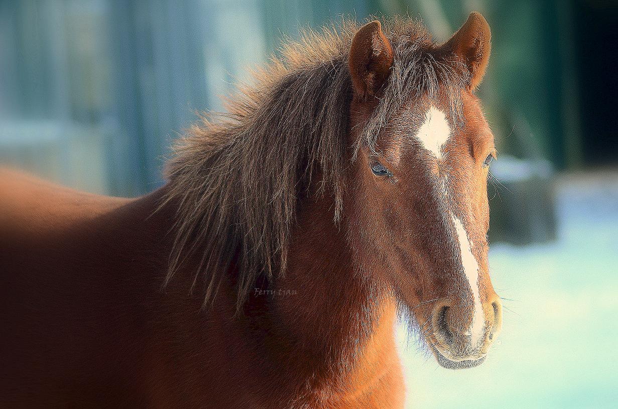 wild-horse-2