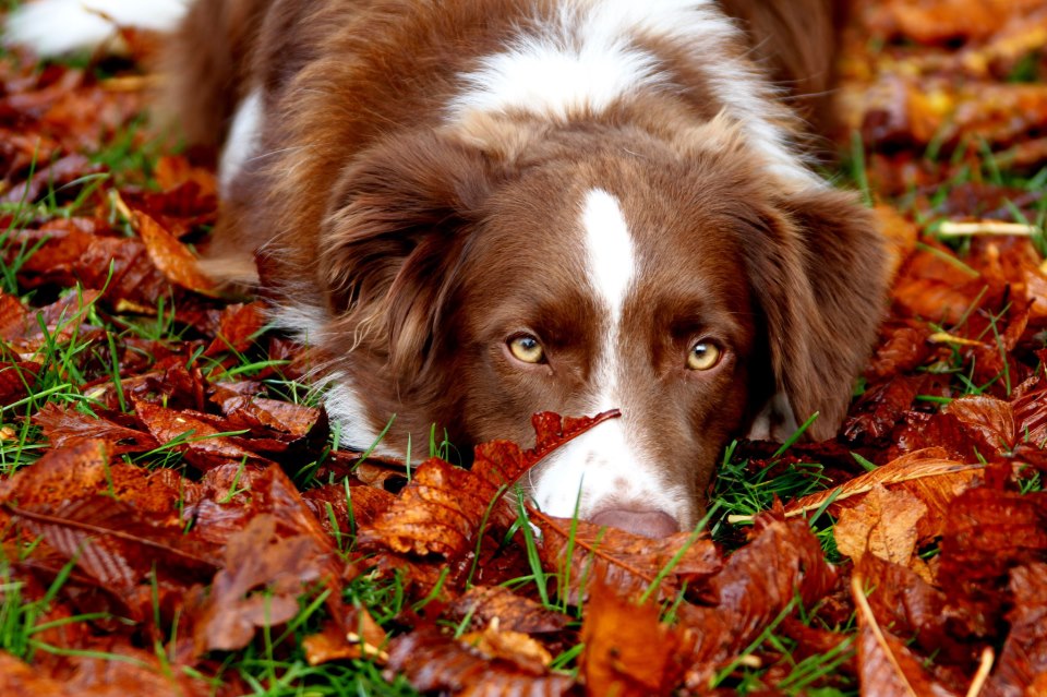lukka-in-herfstkleuren