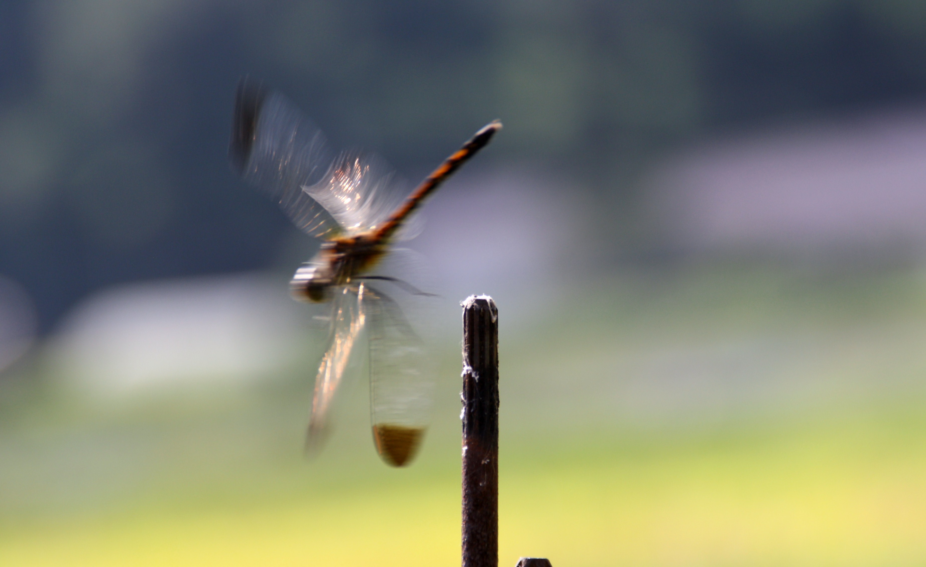 dragonfly-taking-off