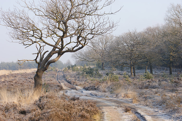 deelerwoud-in-de-winter