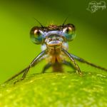 siberische-grondeekhoorn