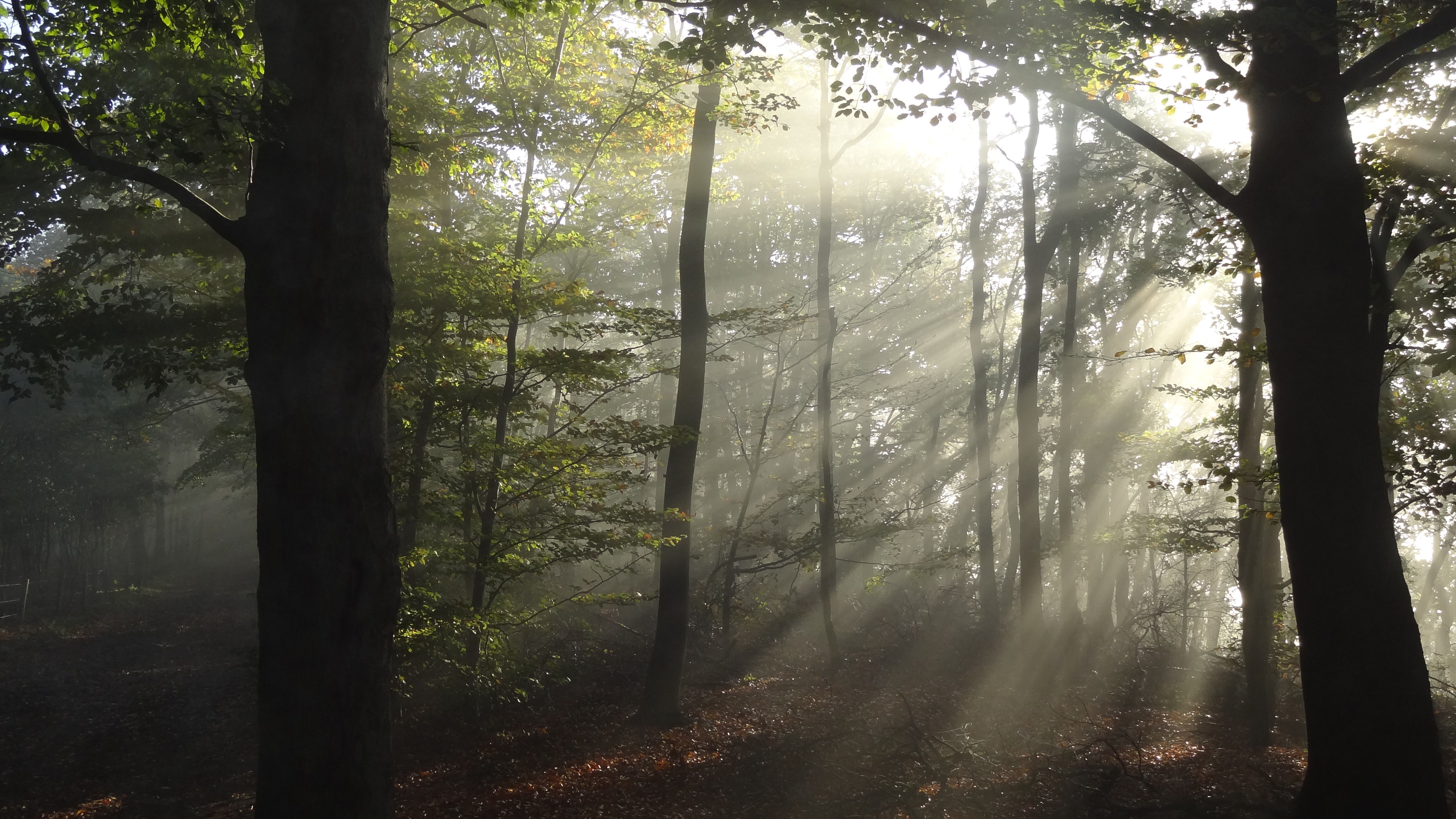 en-het-regendezonnestralen