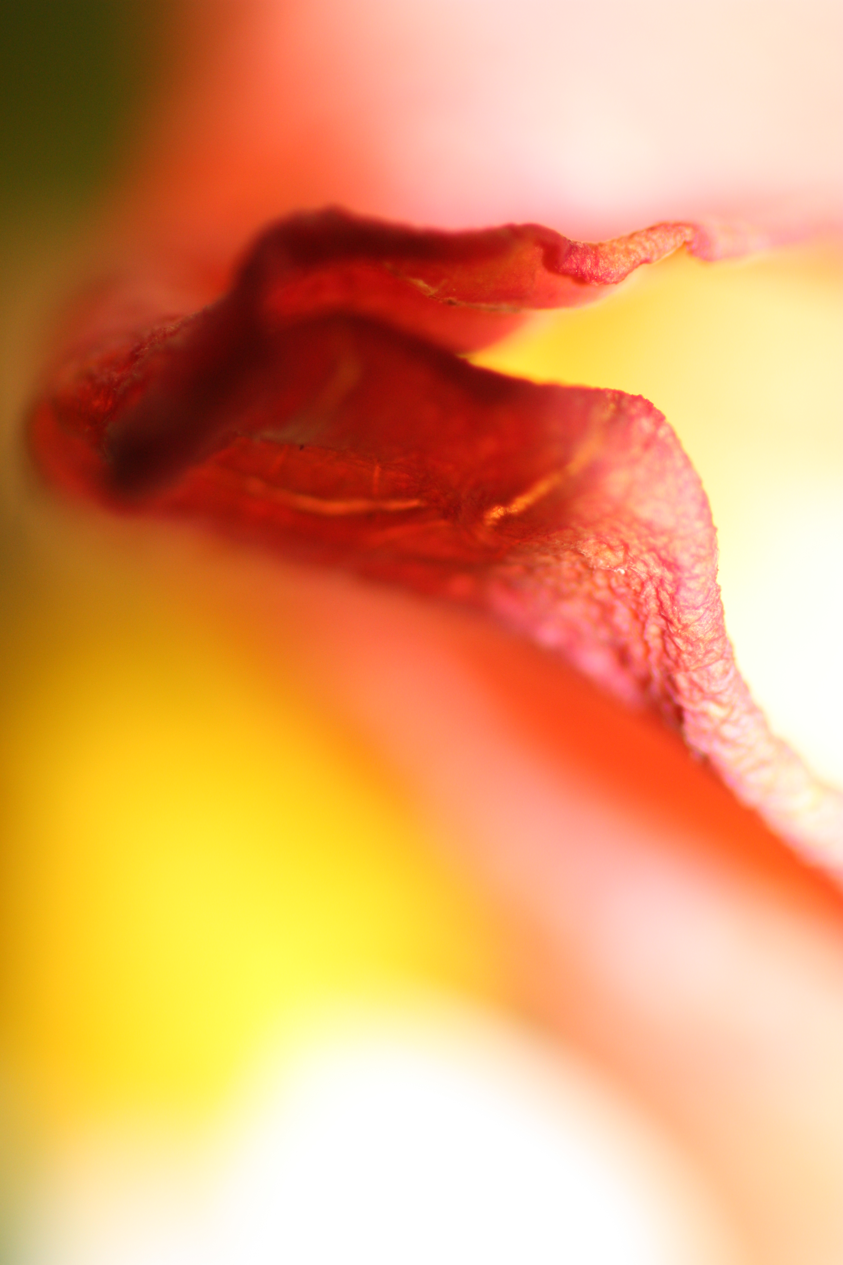 close-up-bloem