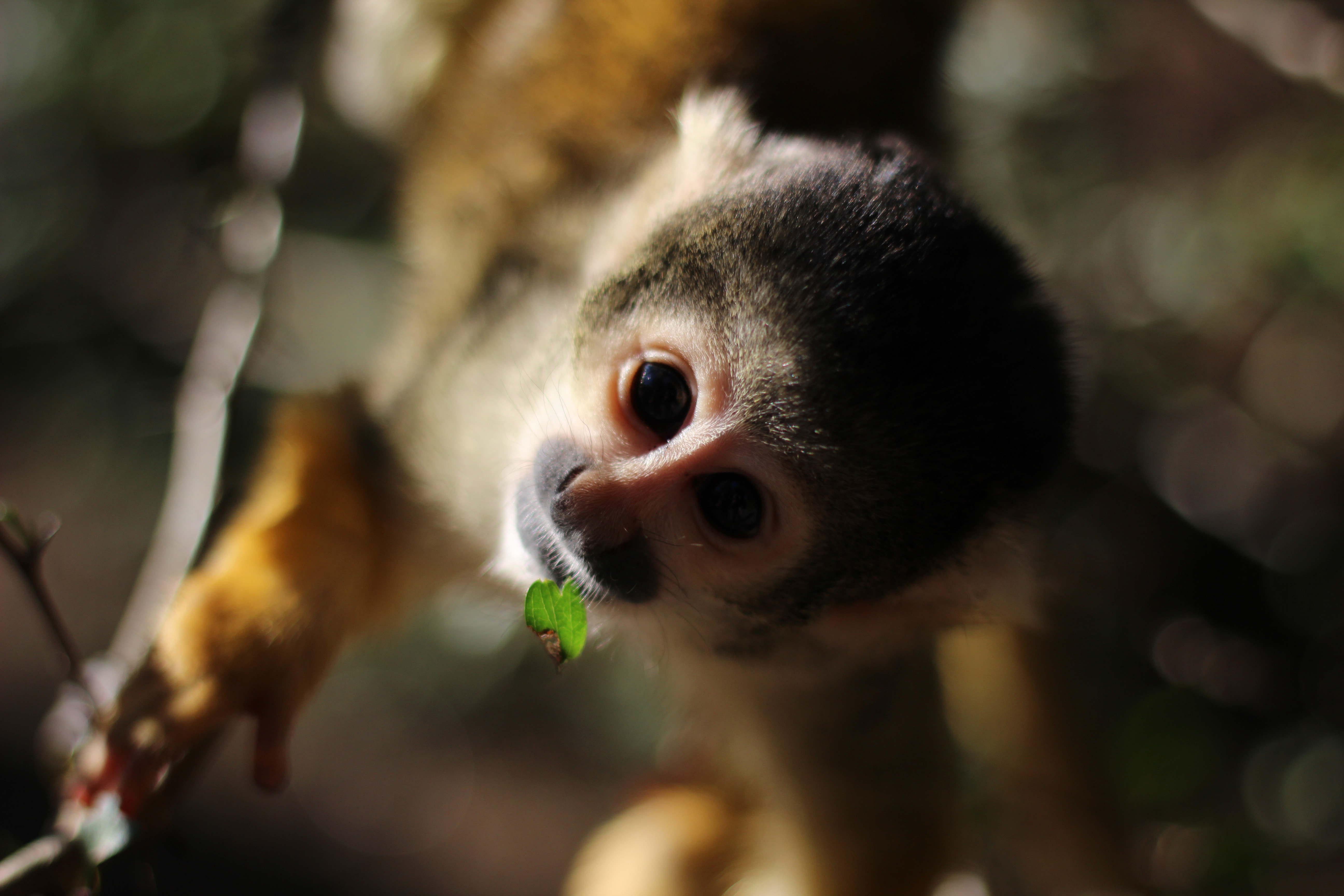 nieuwsgierig-aag-correctie-aapje