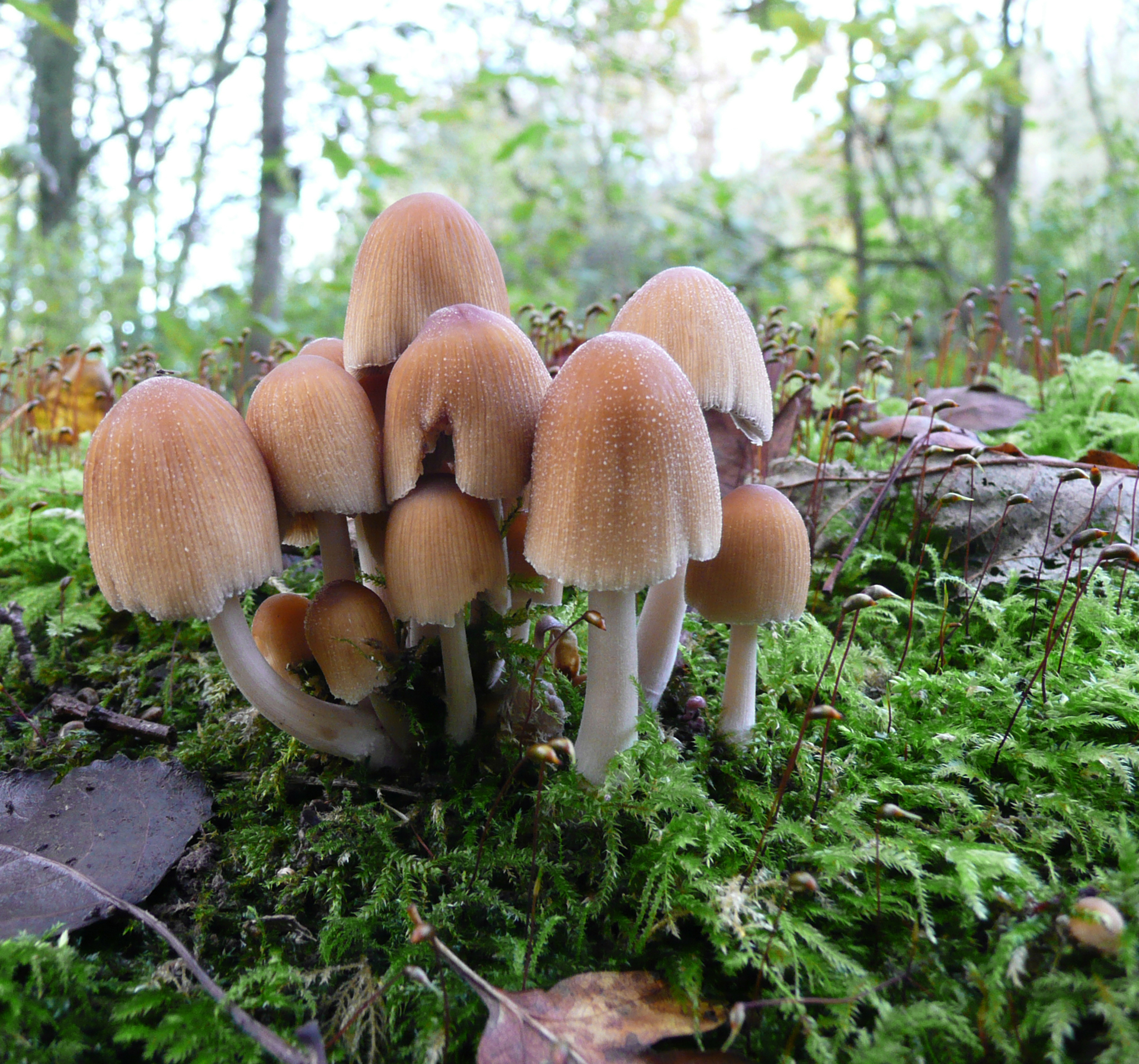 paddestoelen-lekker-warm-in-het-mos-tegen-elkaar-aan