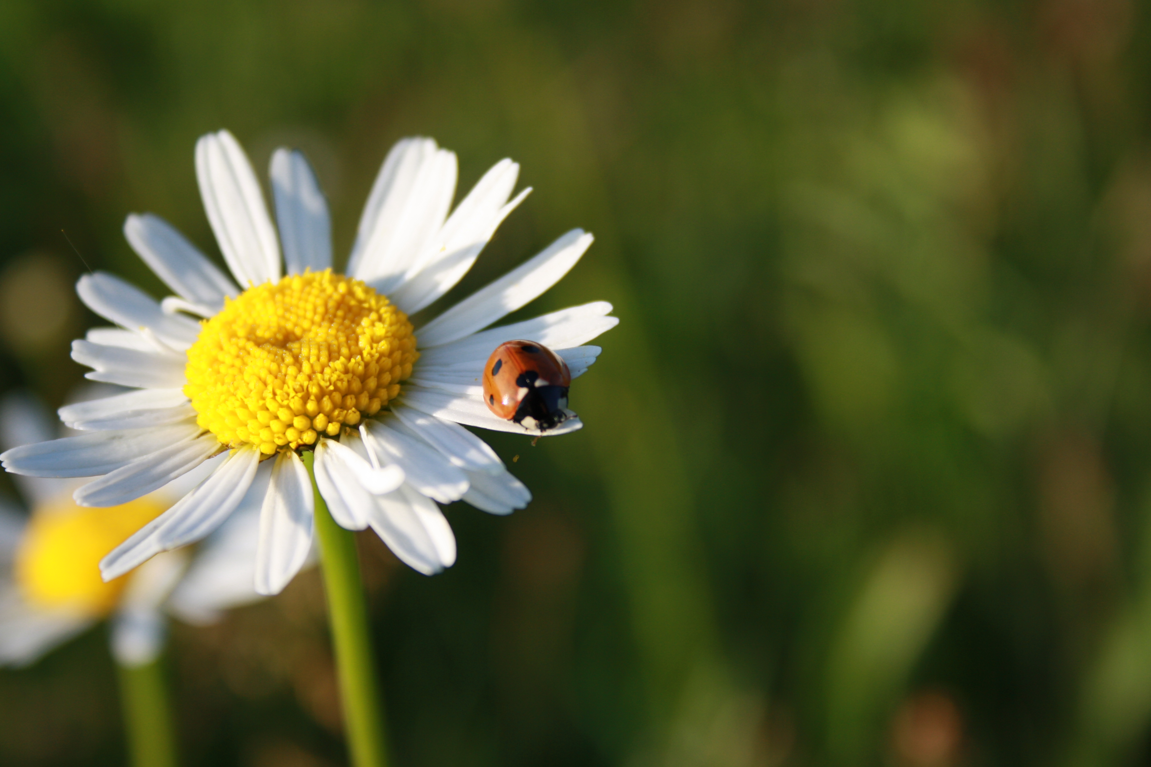 lieveheersbeestje-33