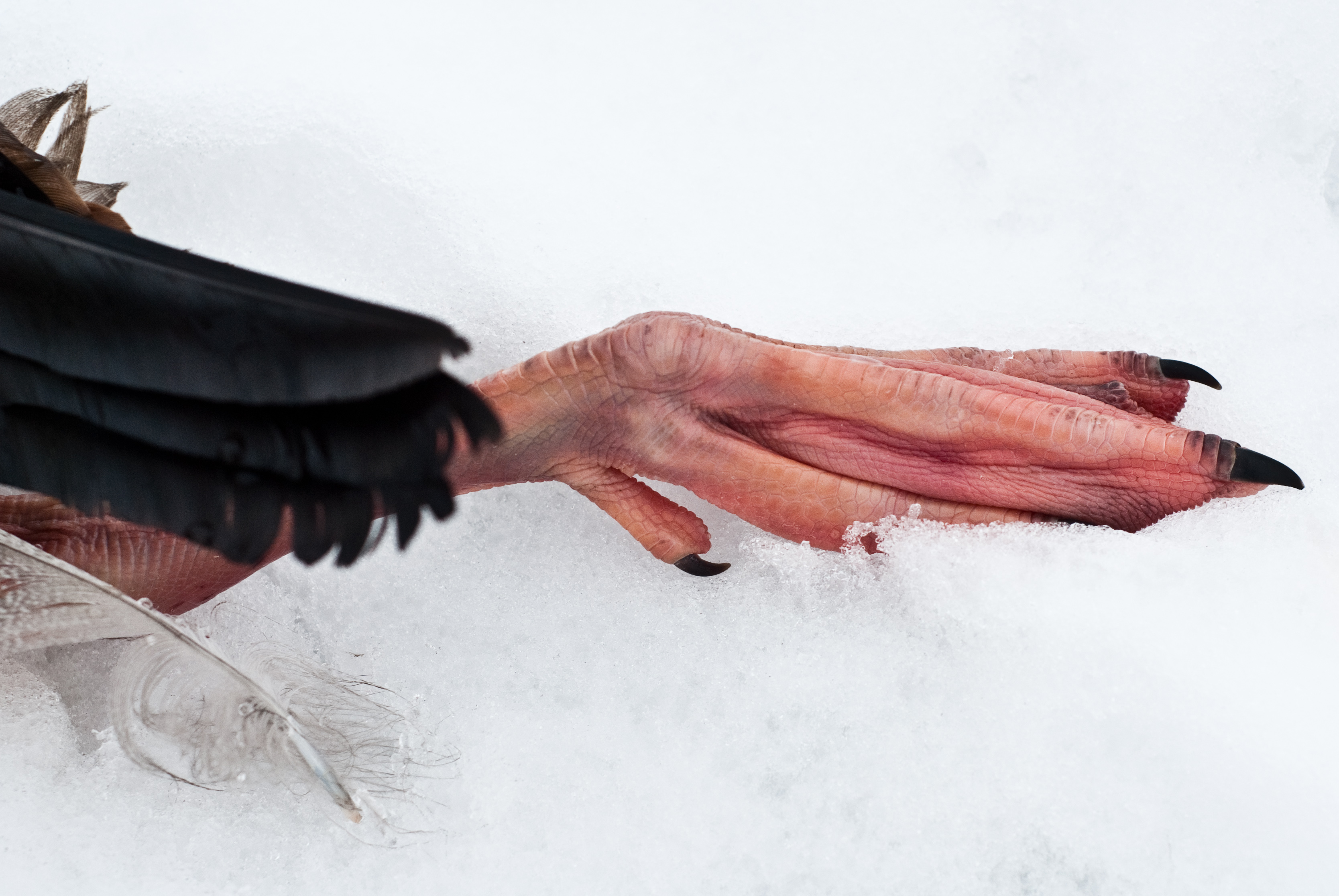 gestorven-in-de-sneeuw