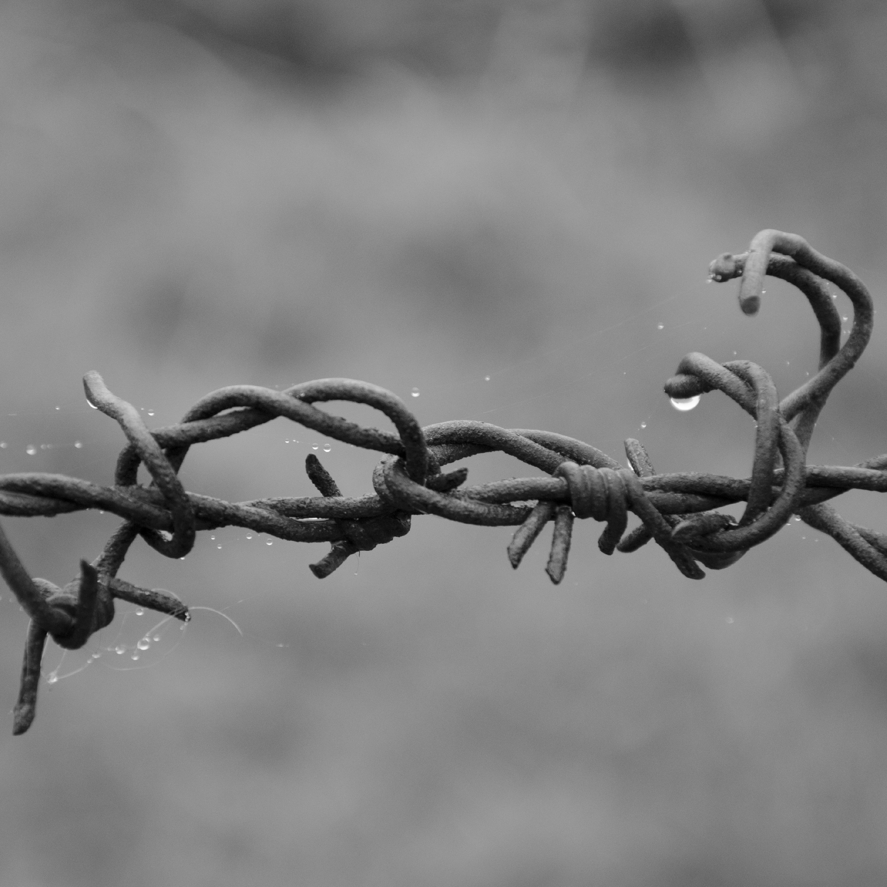 condens-on-barbwire