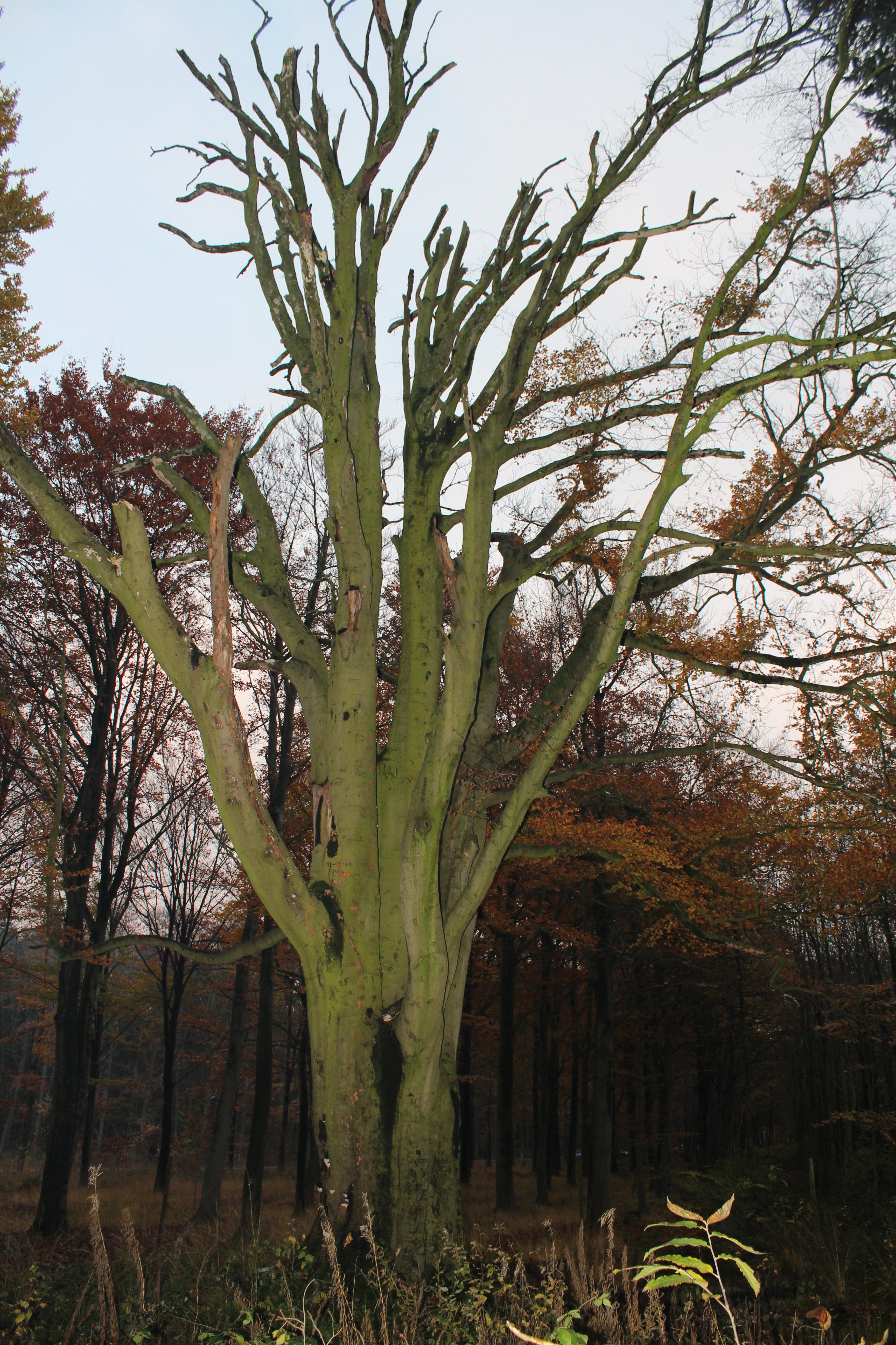 naked-tree