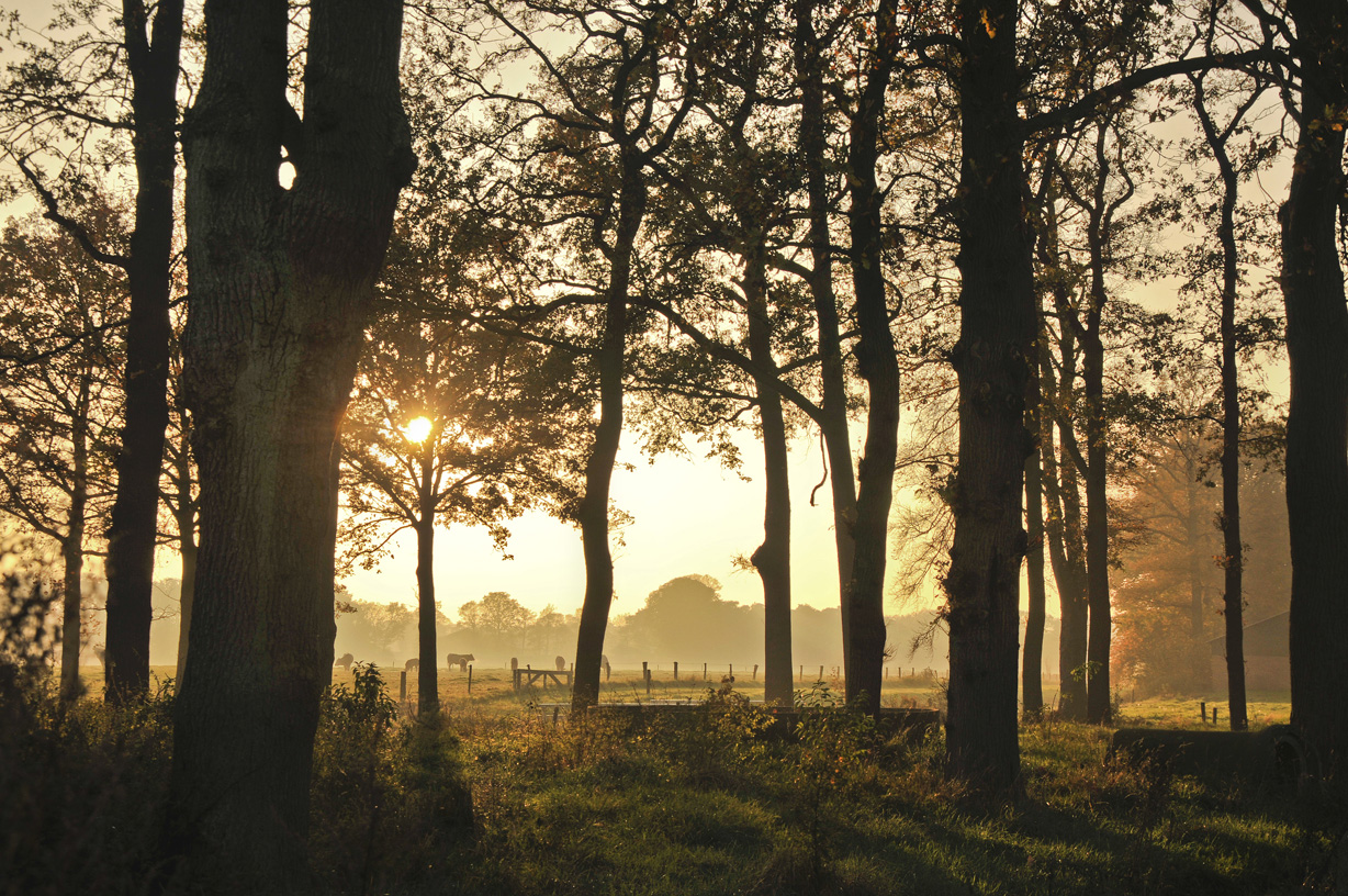 namiddag-in-de-herfst