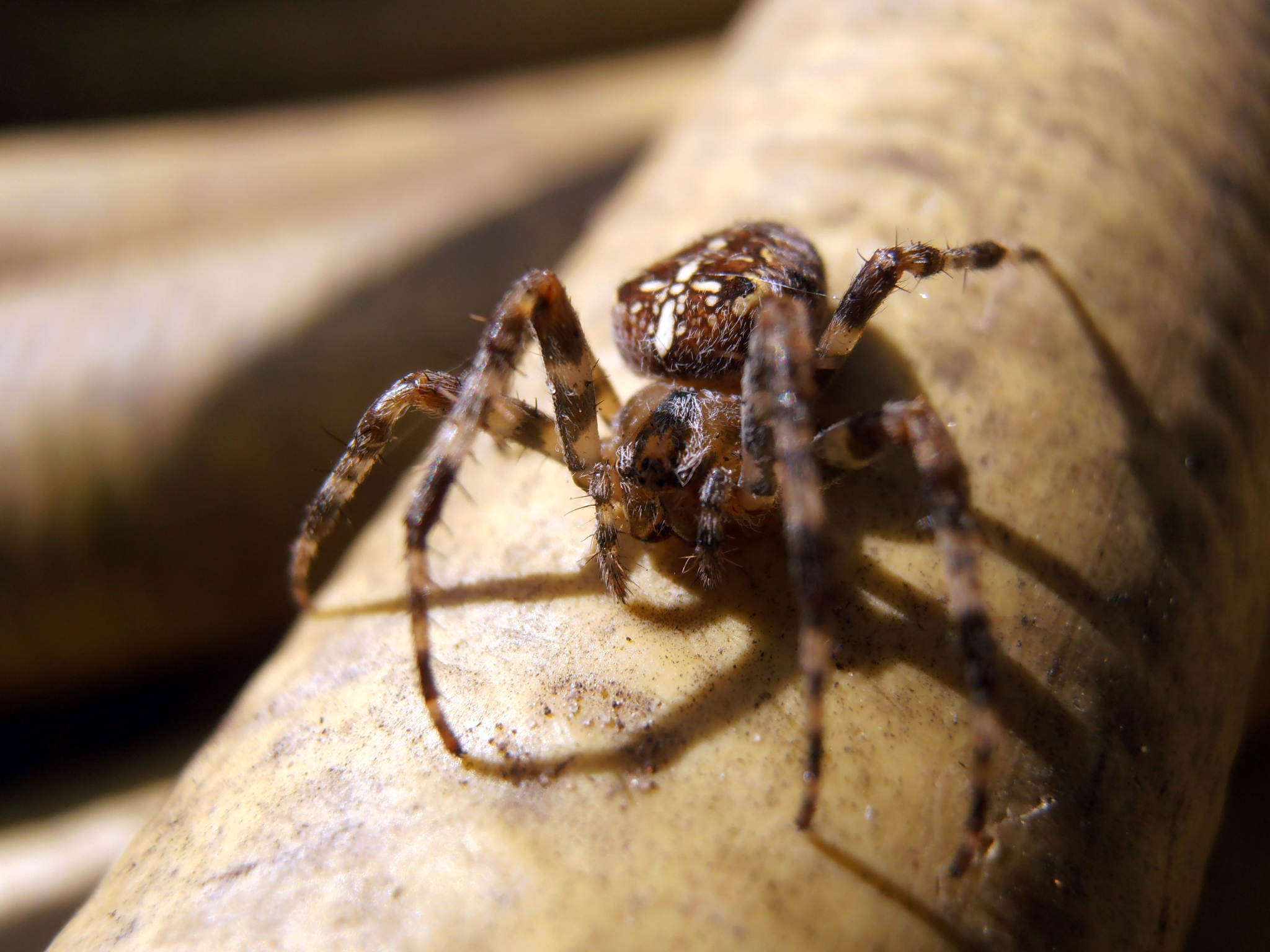 itsy-bitsy-little-spider