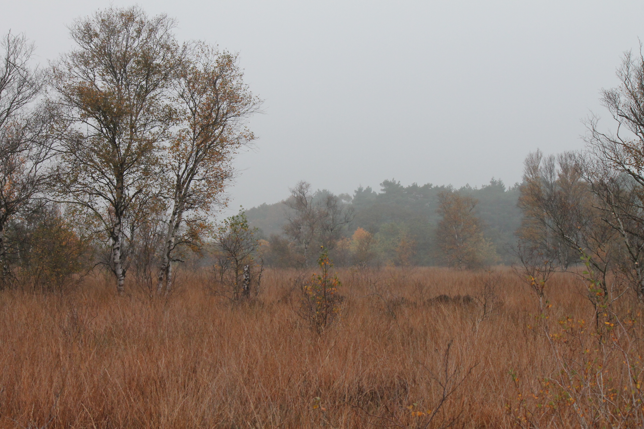 mistige-morgen-liphusterwei