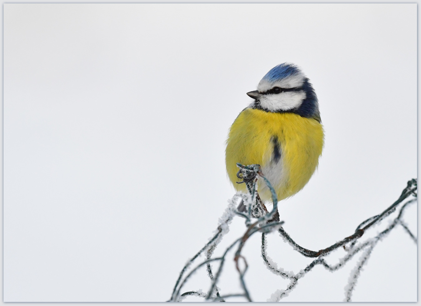pimpelmees-zittend-op-het-berijpte-gaas