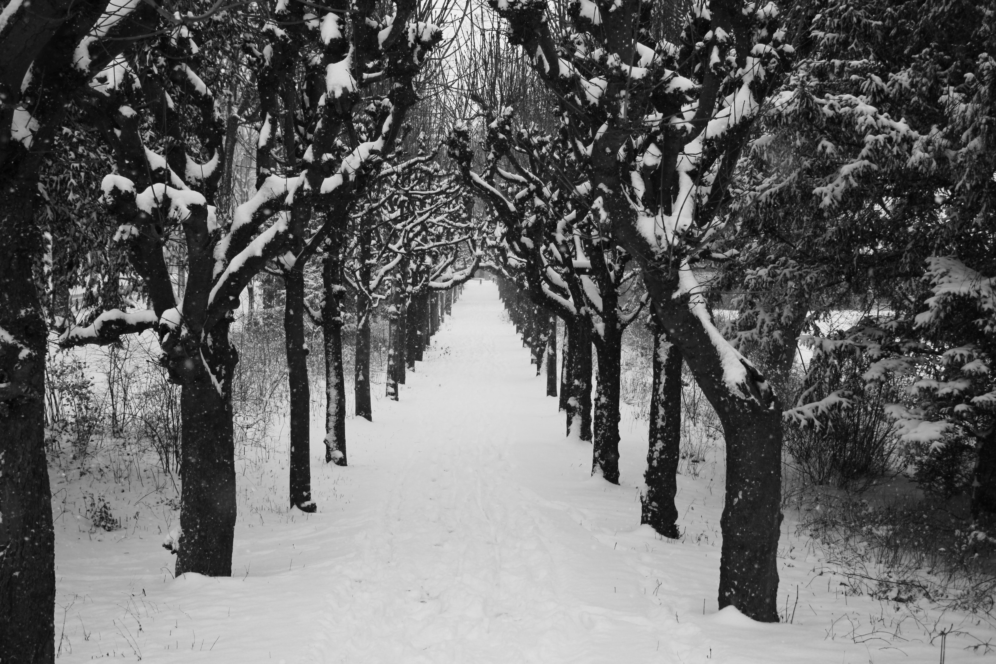 het-laantje-in-de-sneeuw