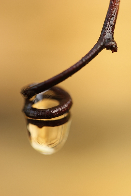 dauwdruppel-op-een-druiventakje