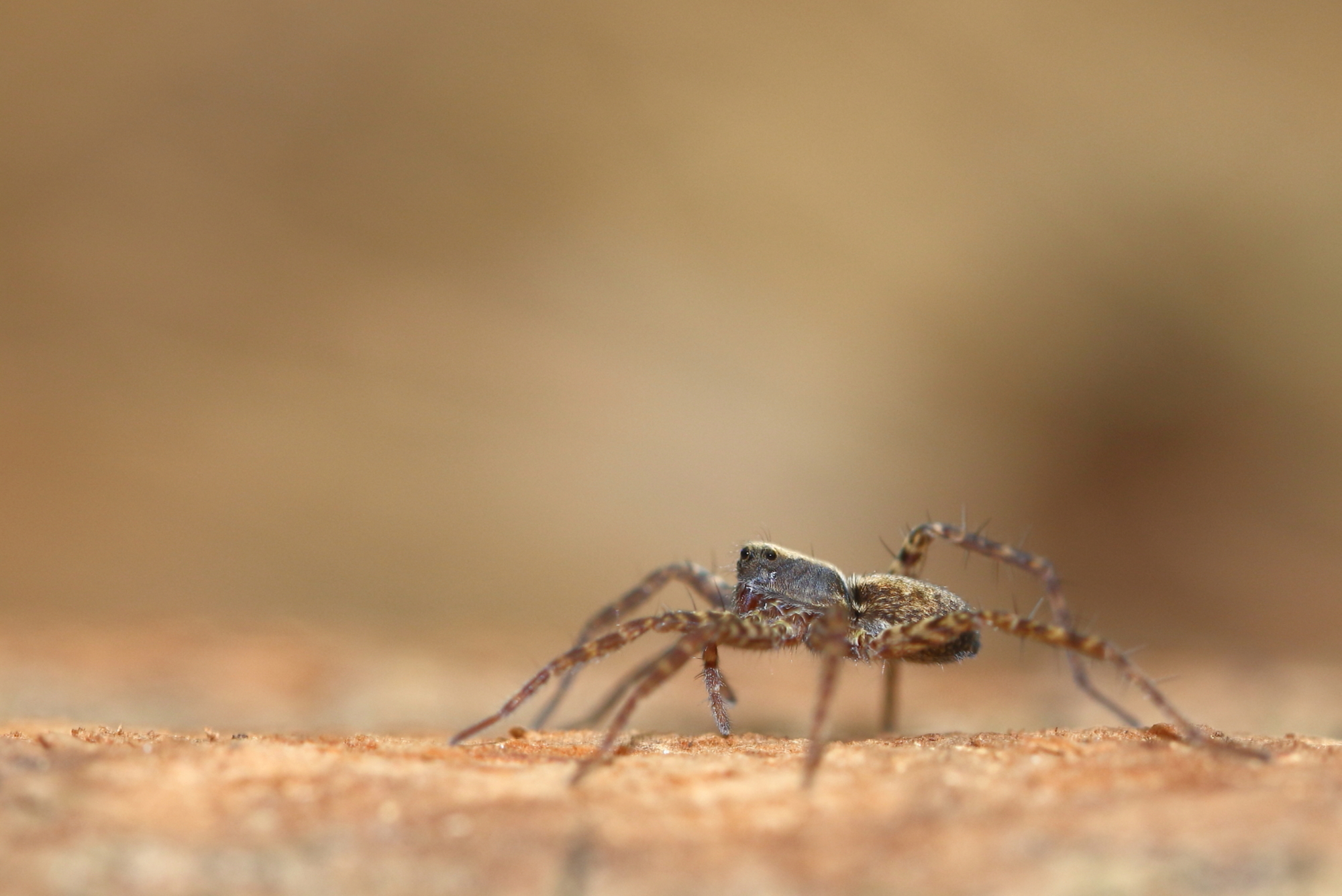 onbekend-maakt-onbemind