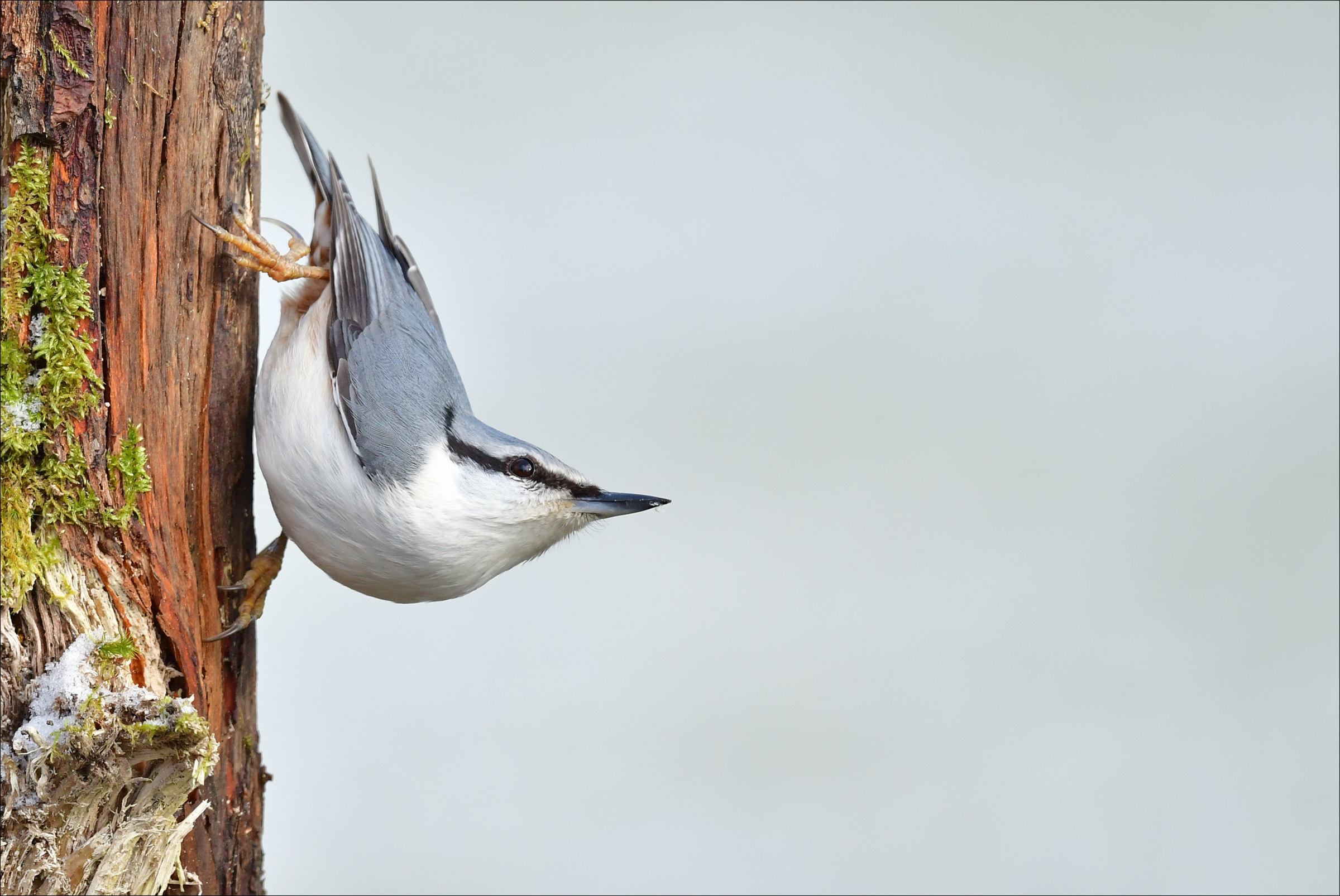 boomklever-ondersteboven-hangend