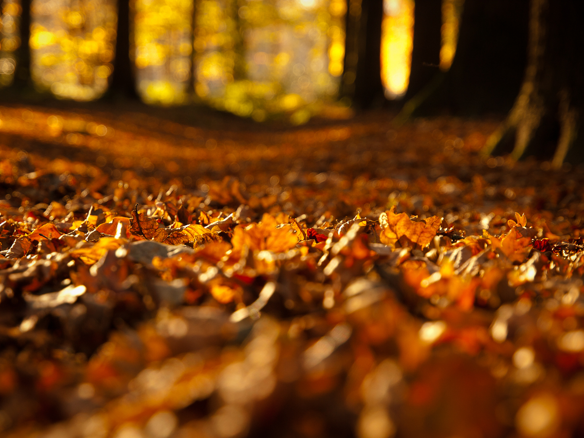 autumn-leaves-4