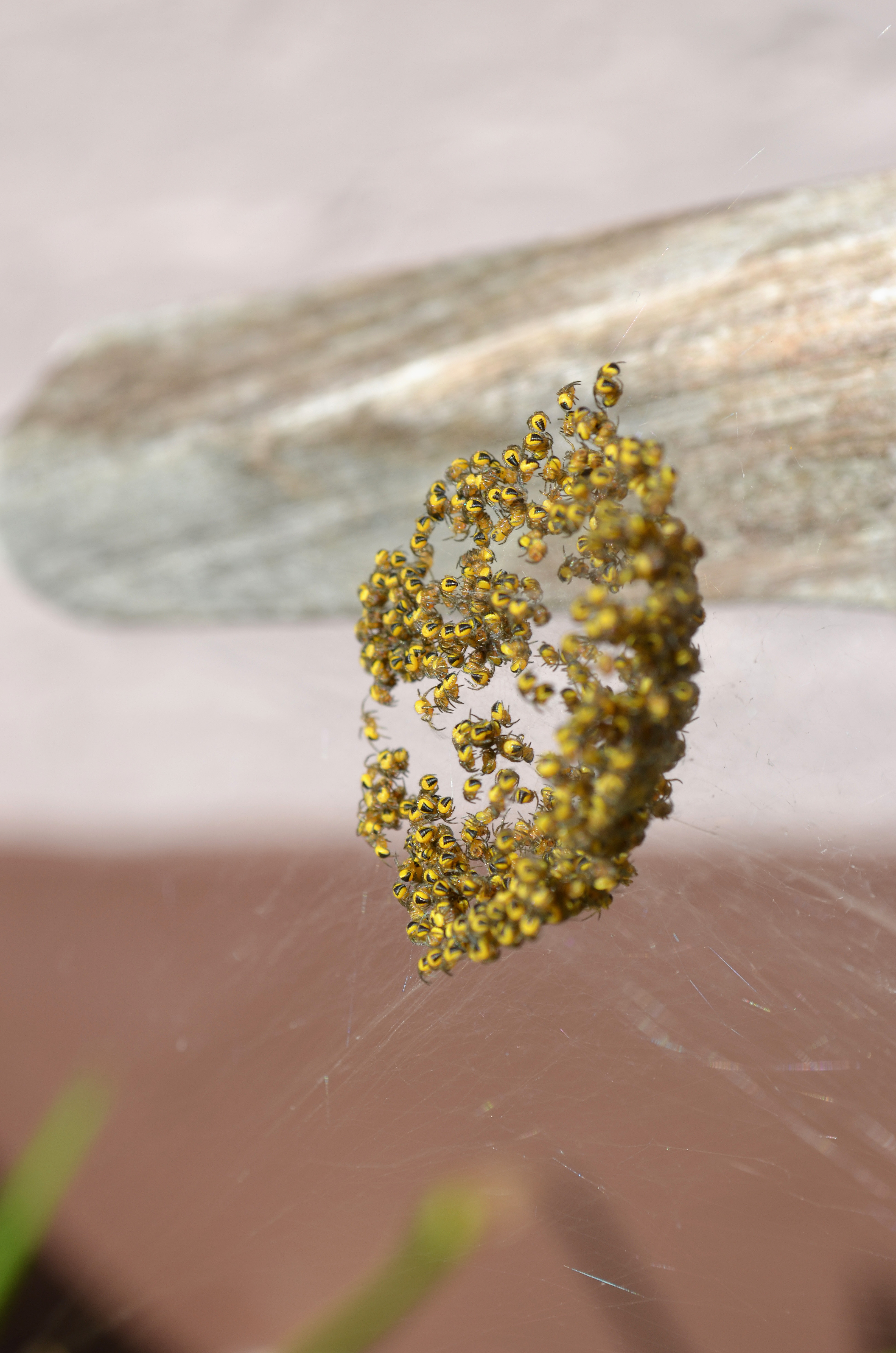 ga-en-vermenigvuldig-u