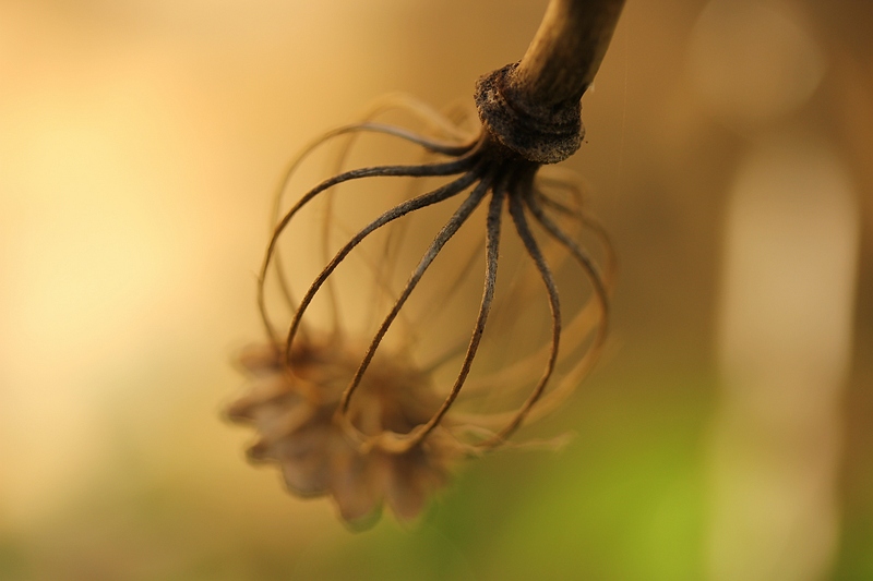 skelet-van-een-papaverzaadbol