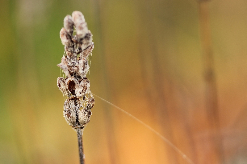 lavendel-in-de-mist