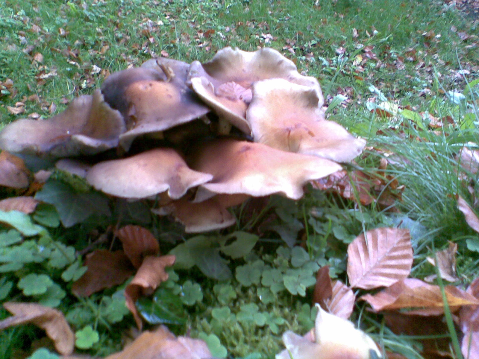 elfenbankjes-op-het-gras