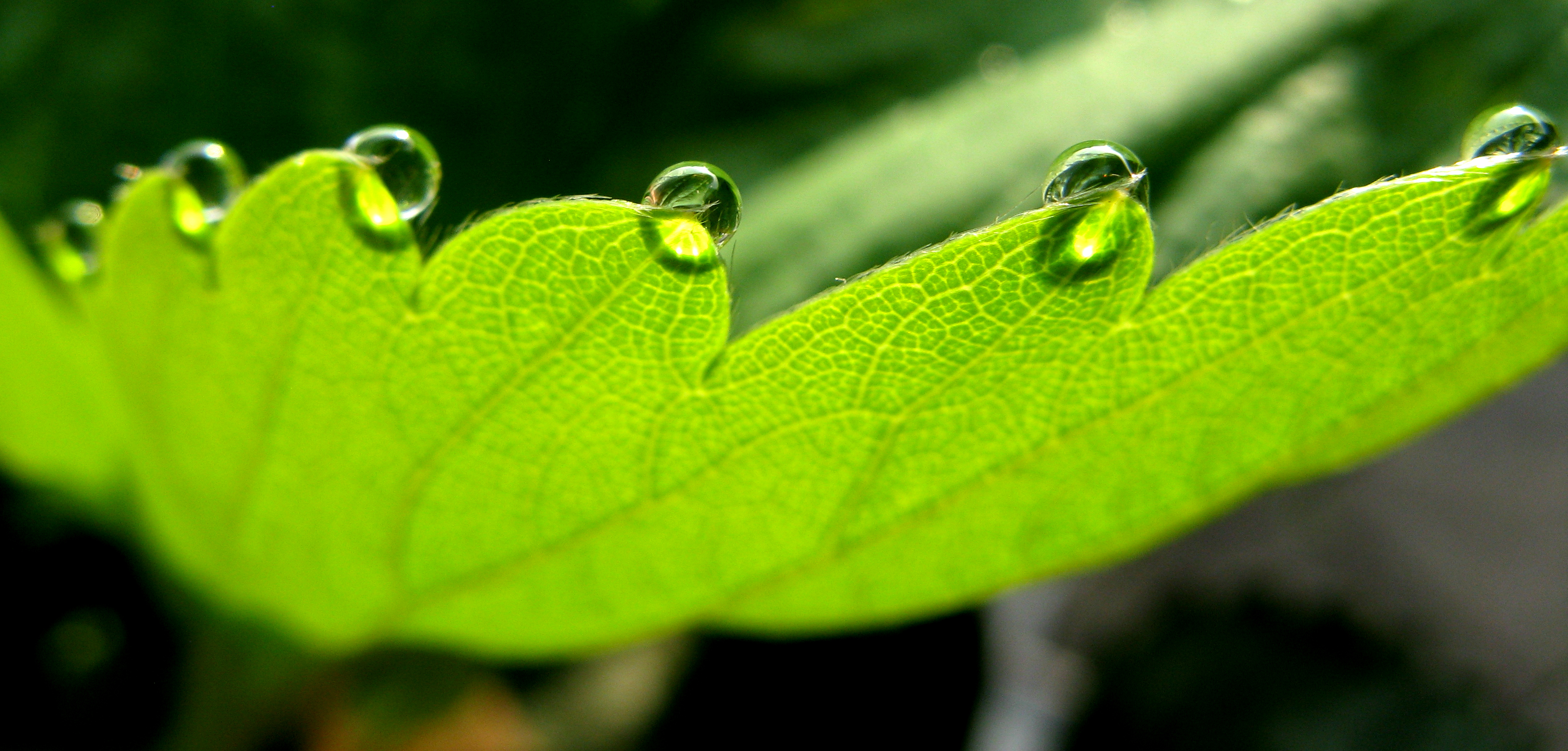 aardbeiblad-in-de-vroege-ochtend
