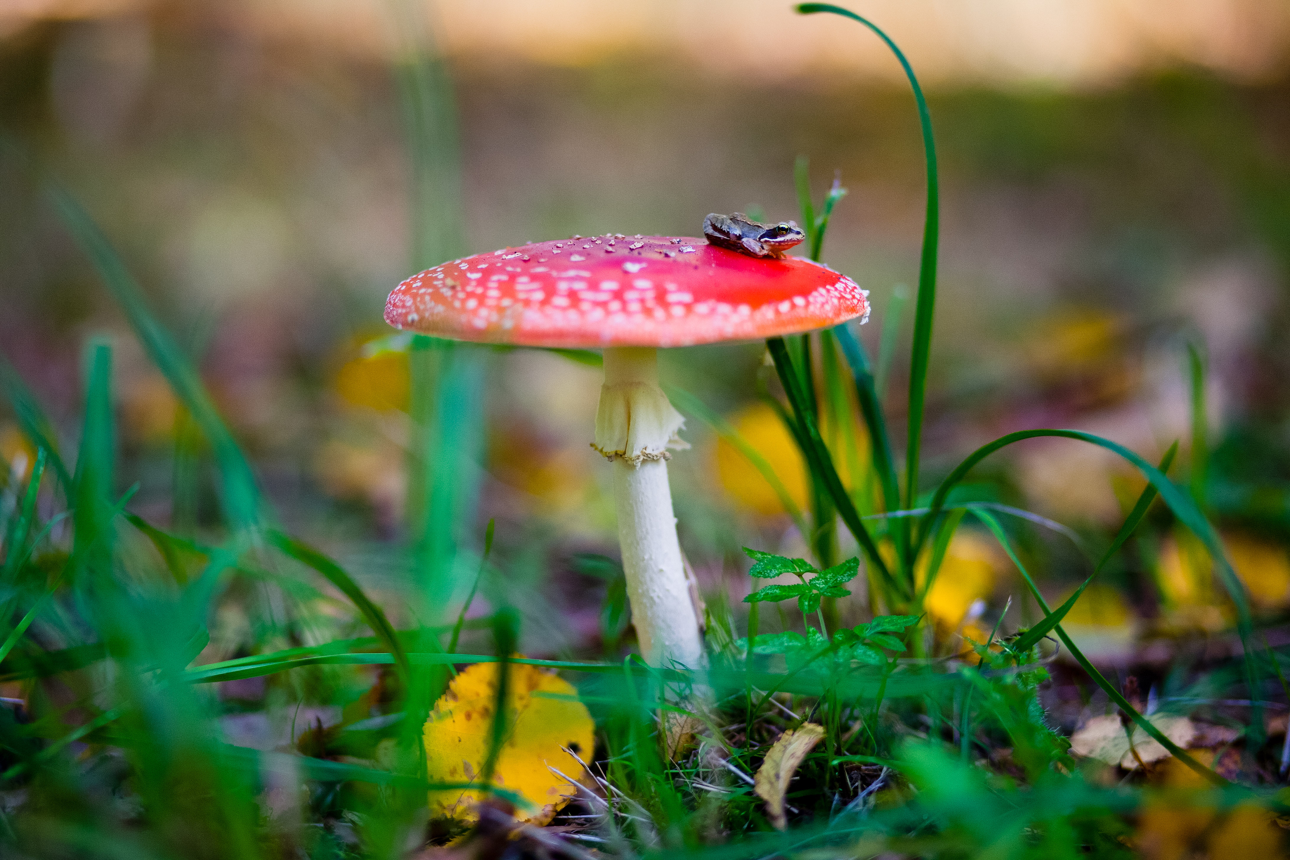 kikker-op-paddestoel