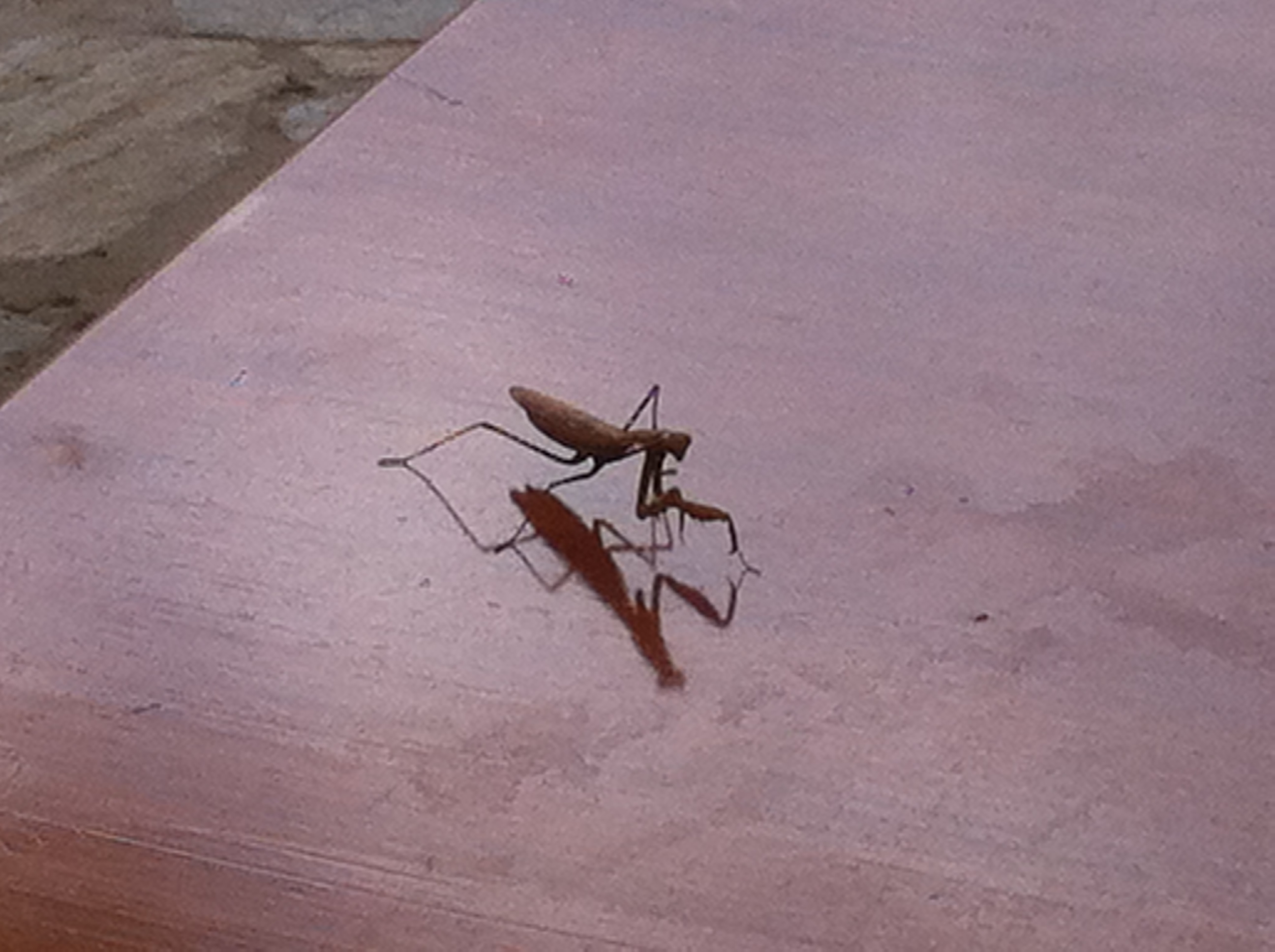 bidsprinkhaan-aan-de-wandel