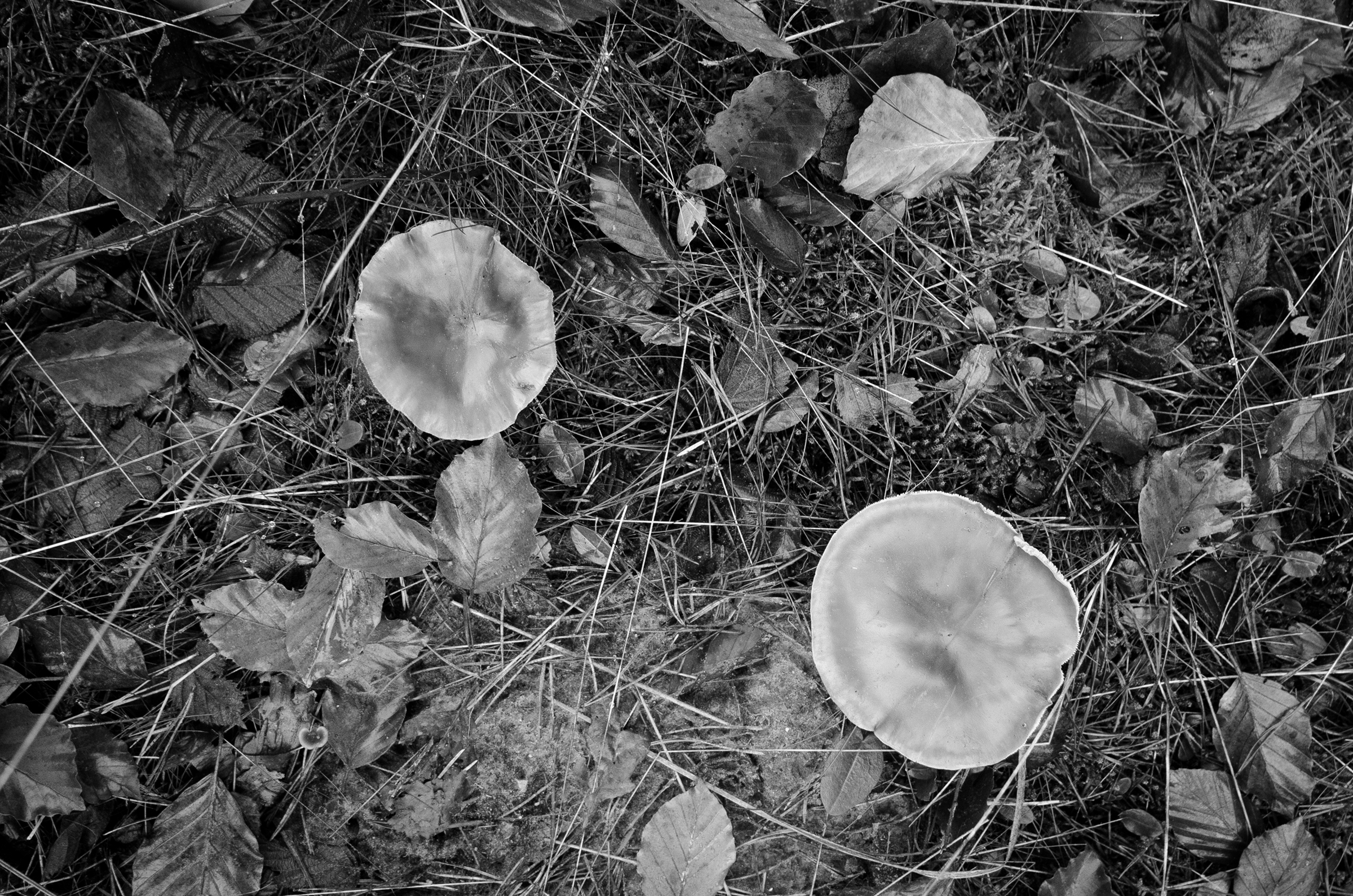 pale-mushrooms