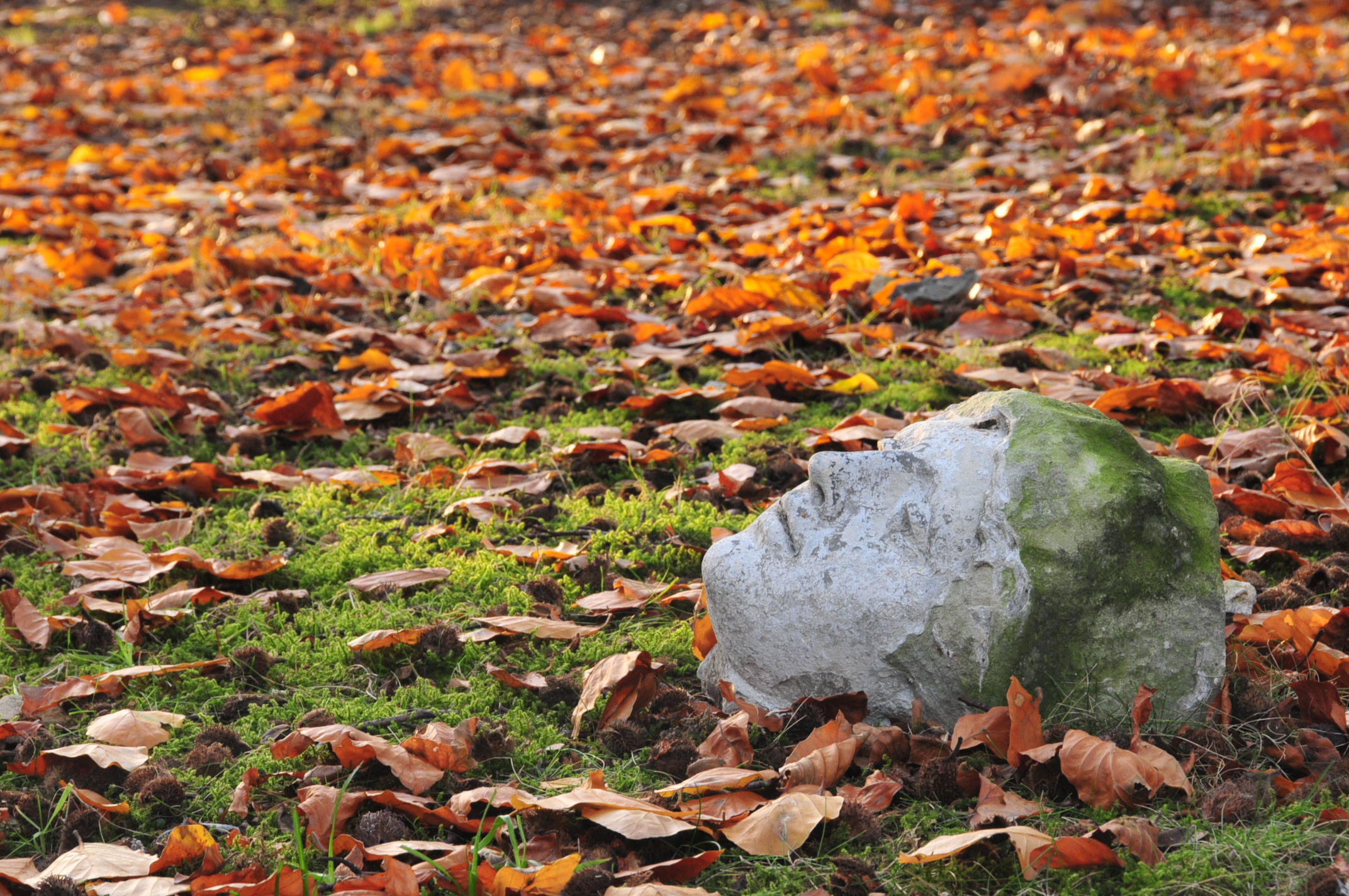 eenzaam-beeld-tussen-de-bladeren
