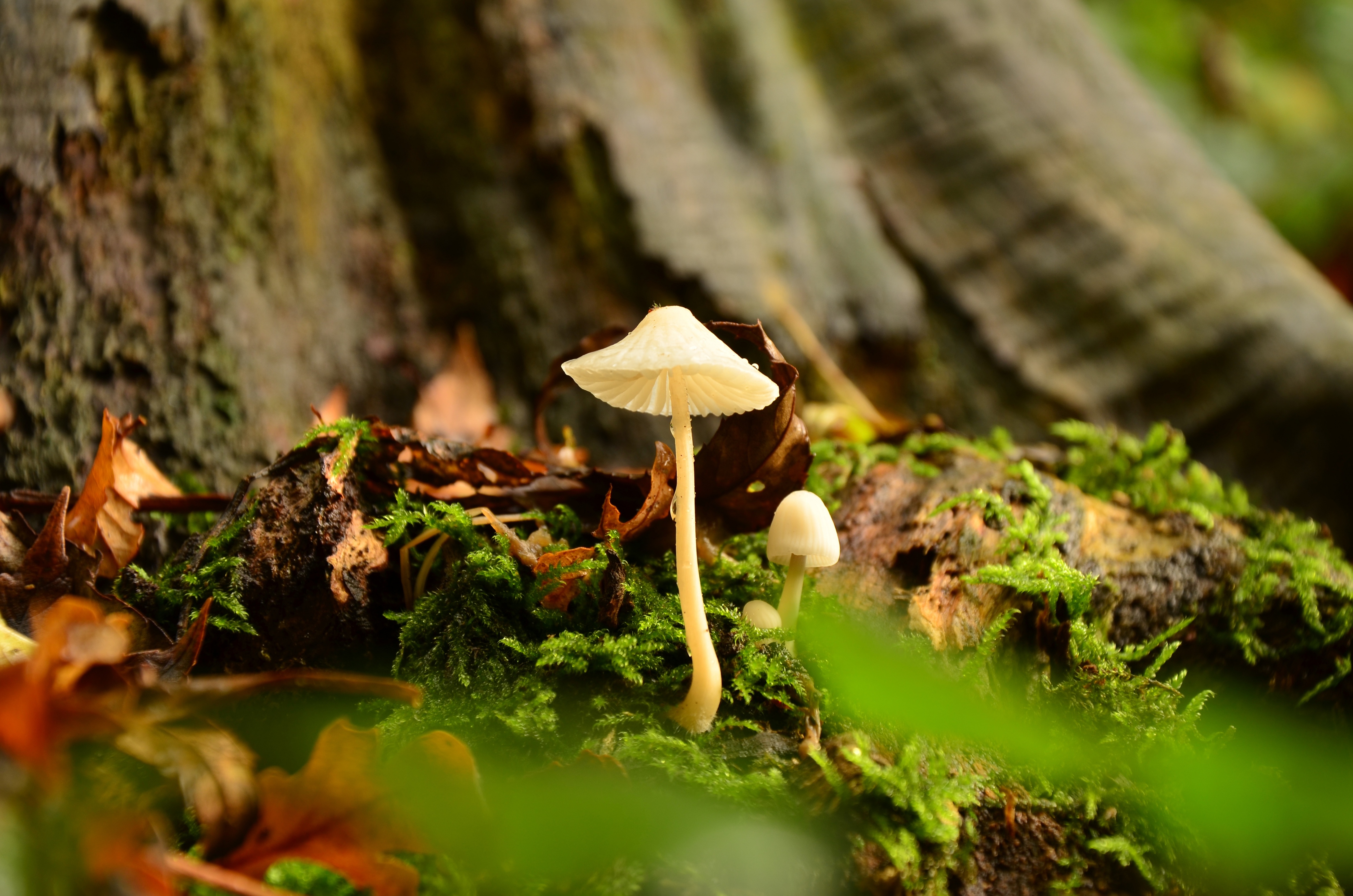 de-kabouter-in-mij-op-huizenjacht