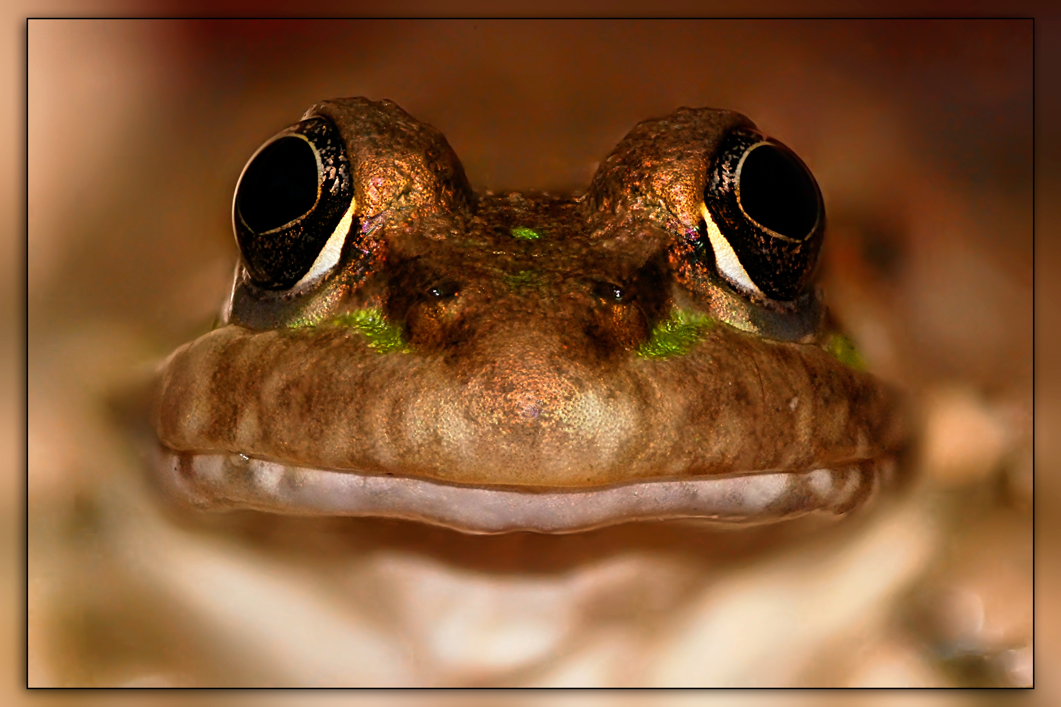 looking-for-a-princess-1