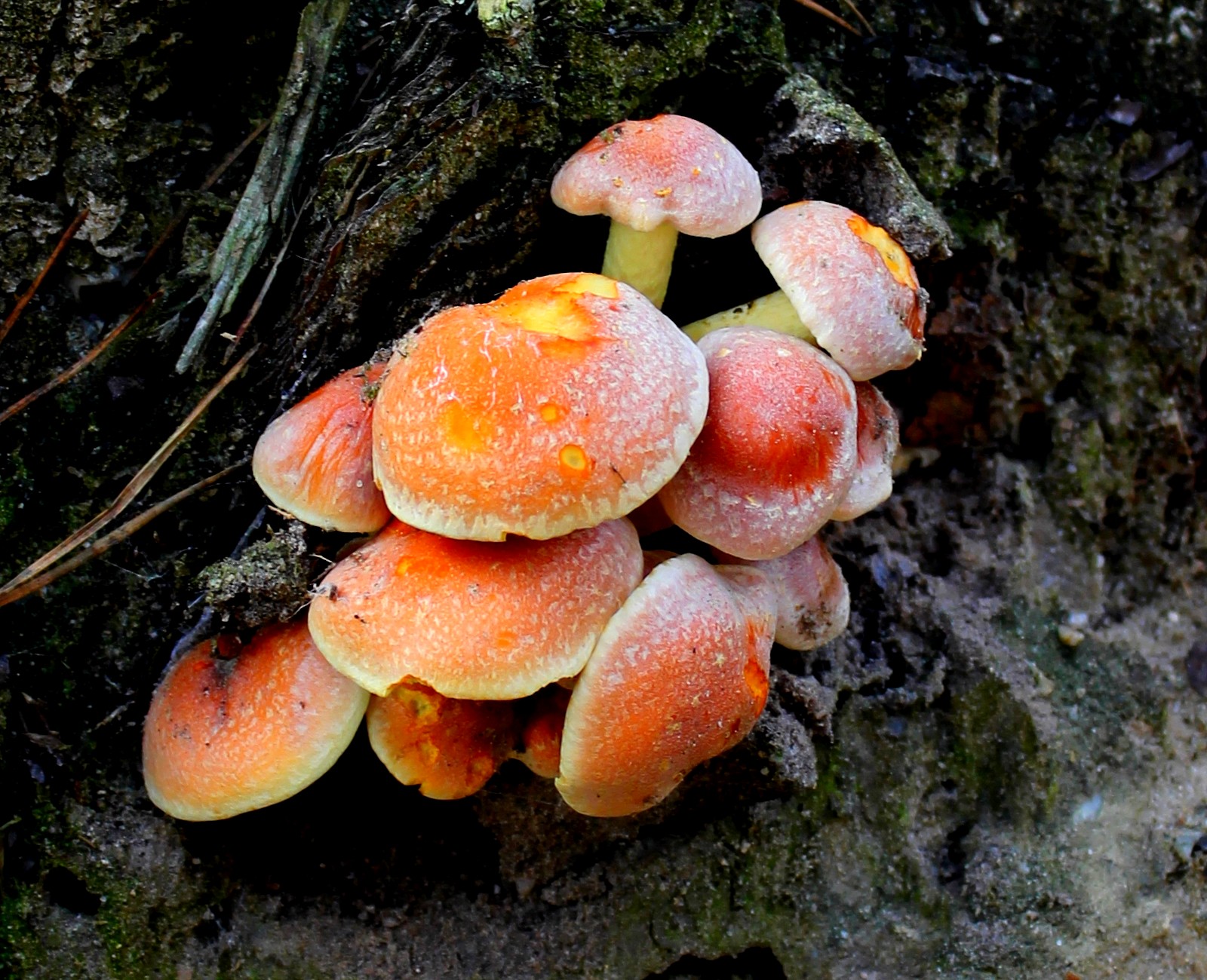 paddestoelen-8