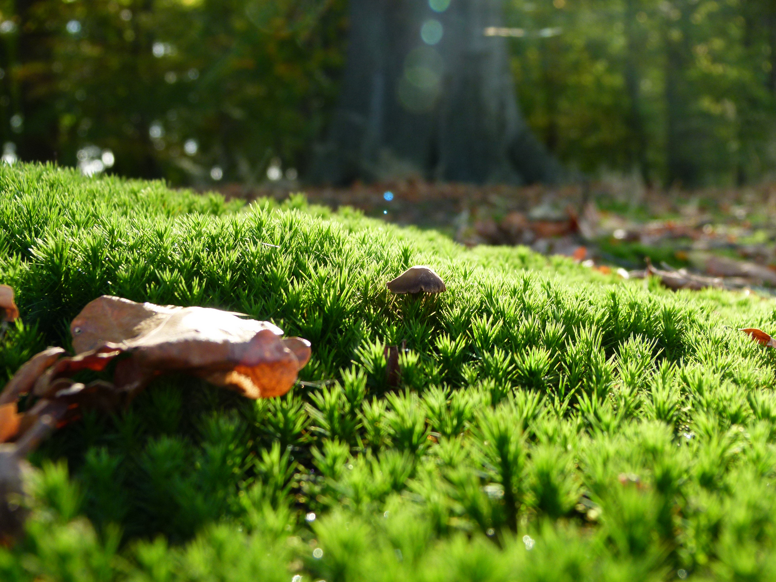 herfstwandeling-op-landgoed-oostbroek