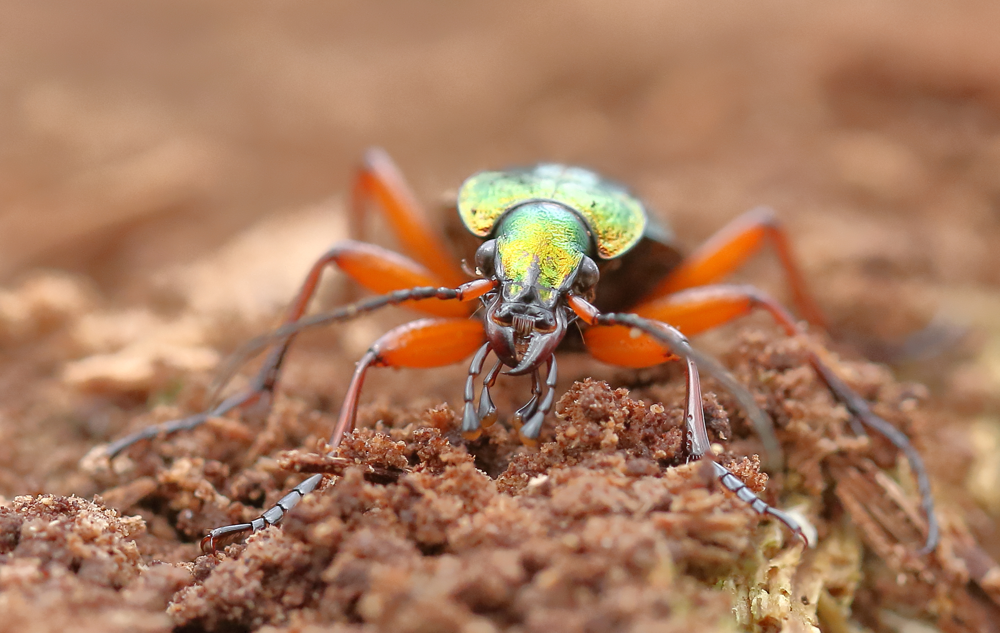 goudglanzende-loopkever