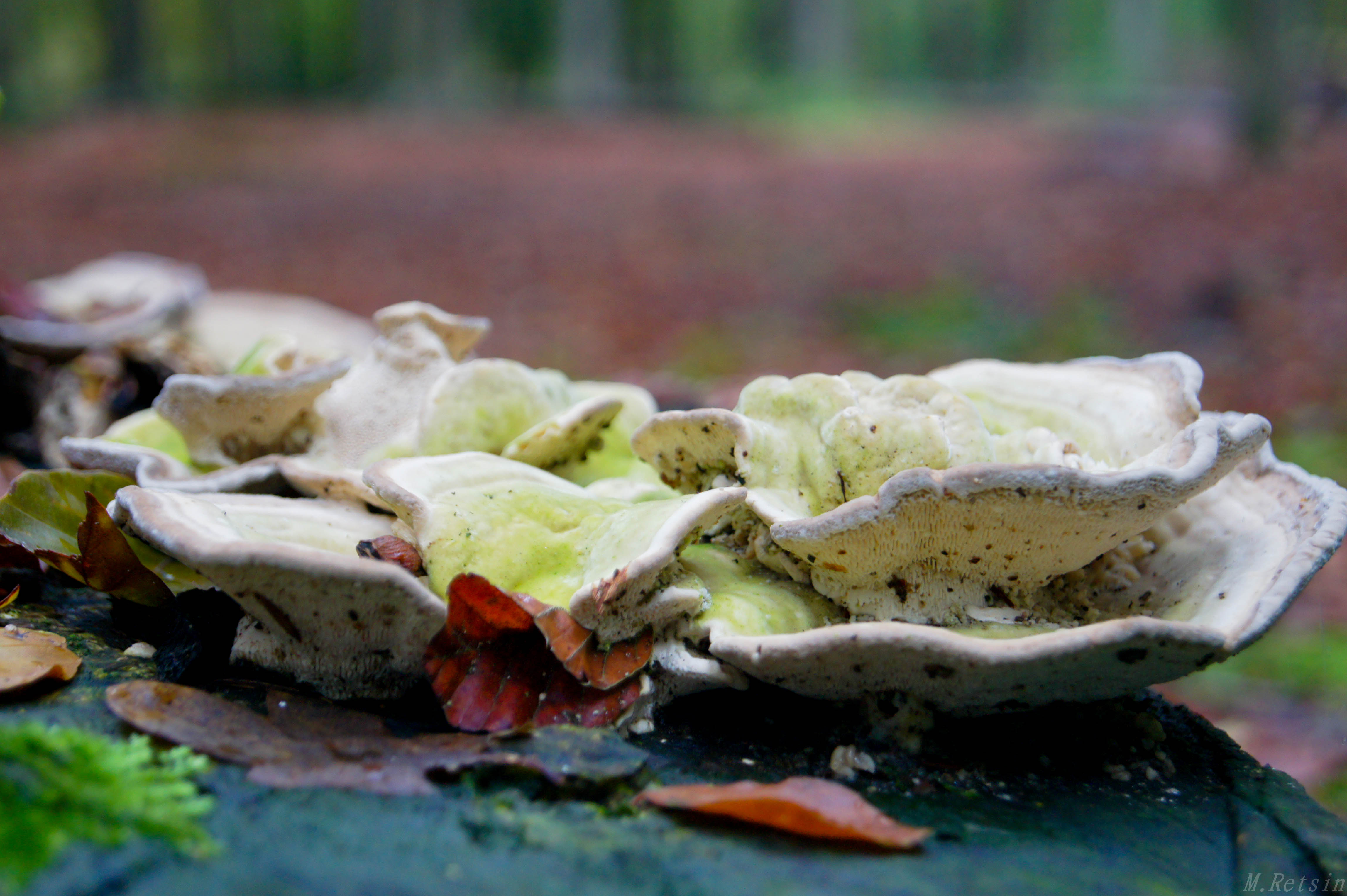 sprookjespaddestoelen-0