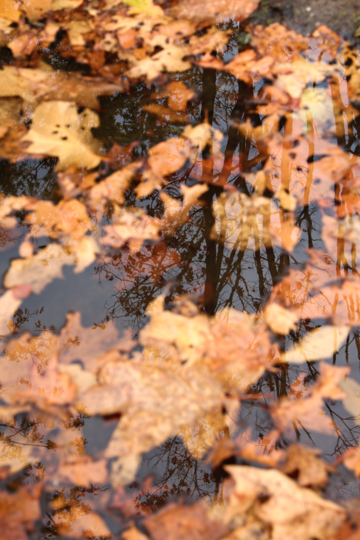 did-i-come-from-up-there